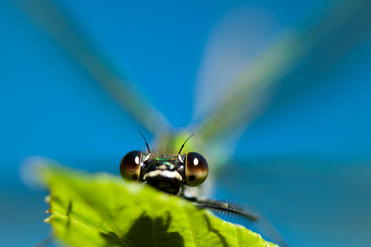 mi ha visto... fuga!