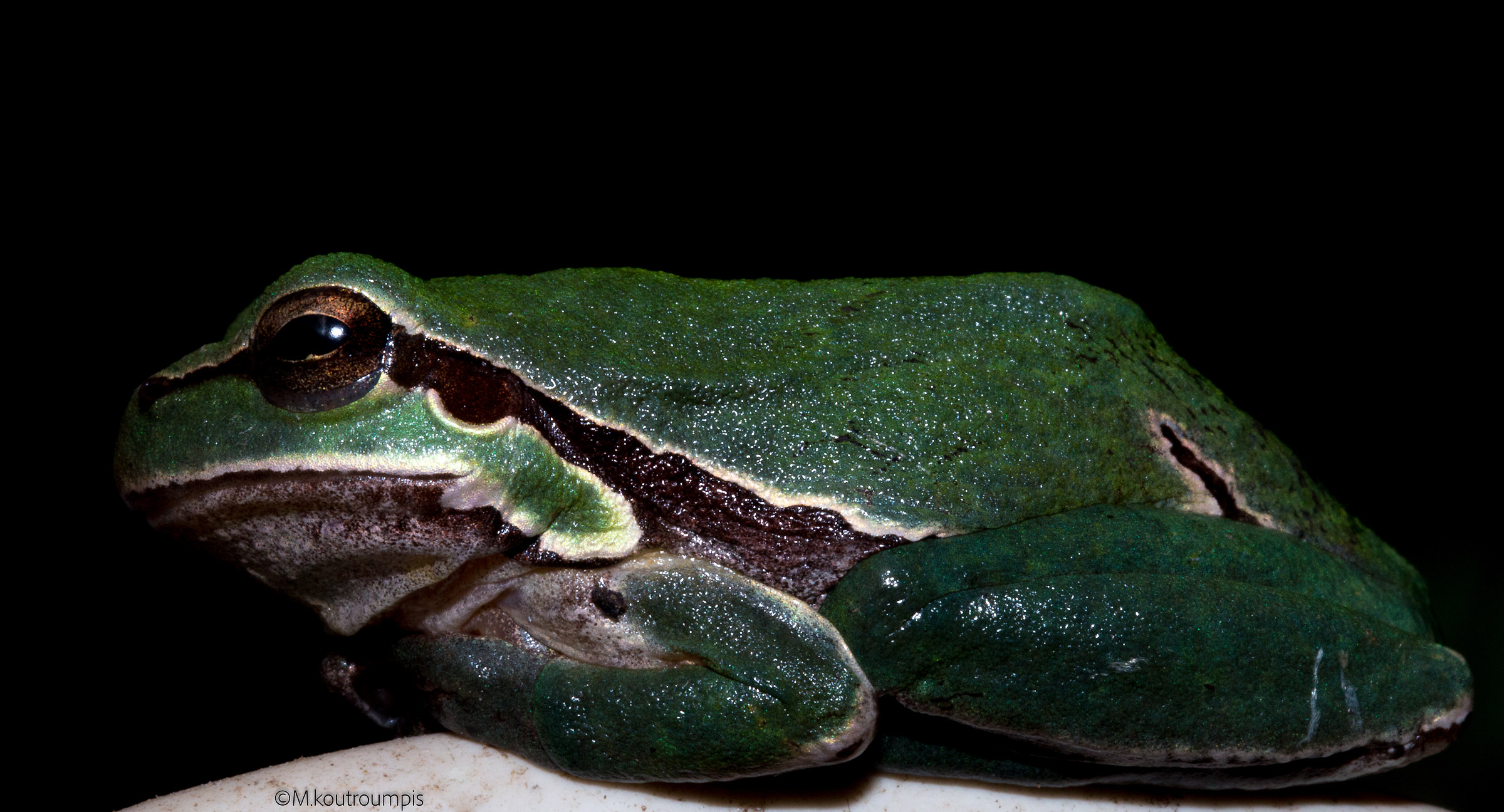 Rana di albero europea