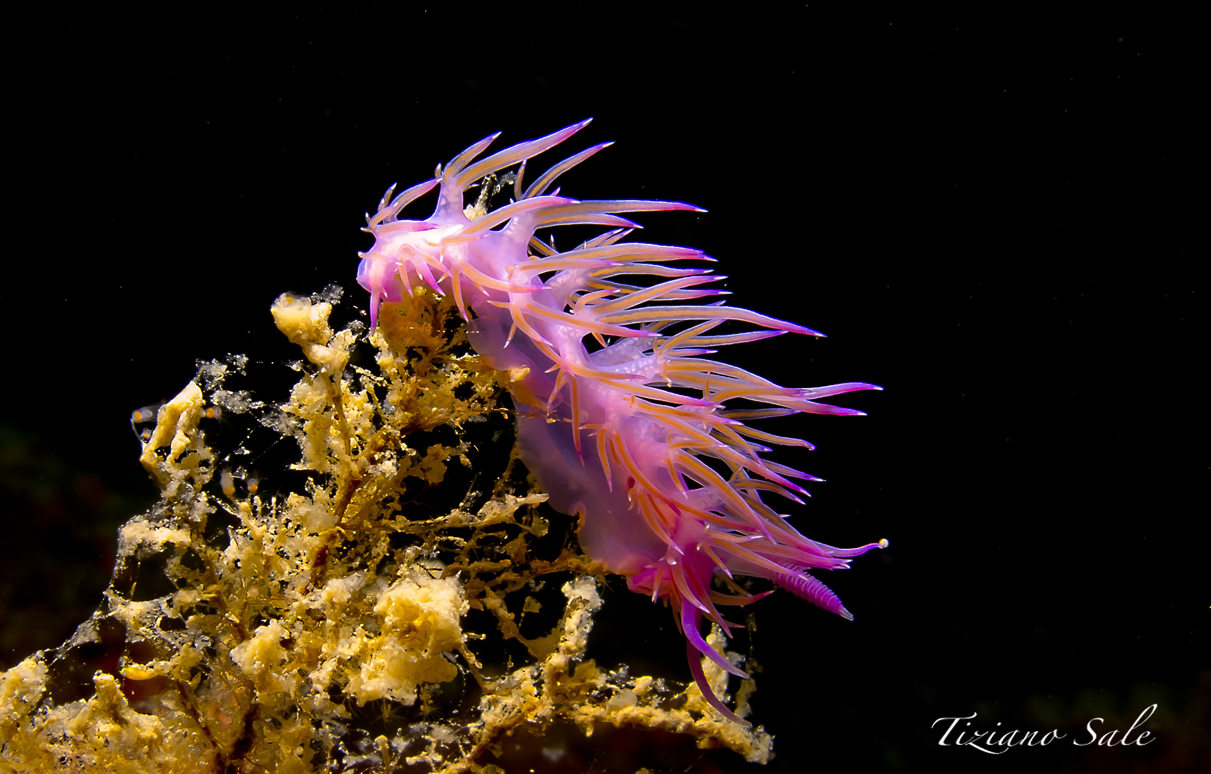 nudibranco