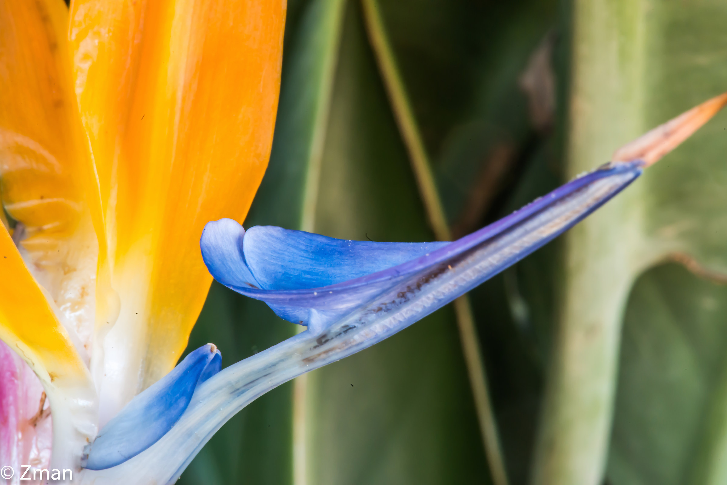 Bird in Heaven Flower