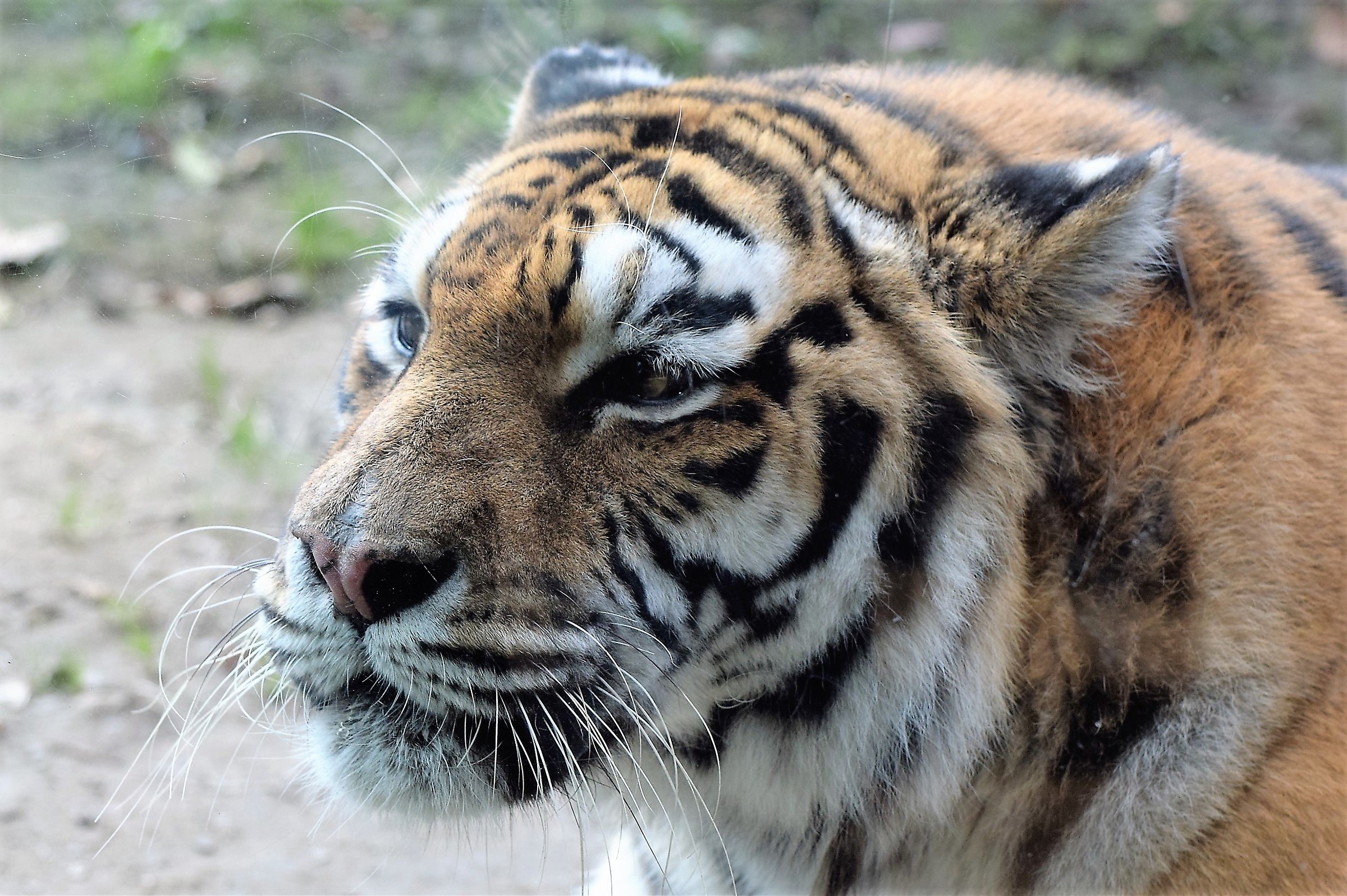 the eye of the tiger