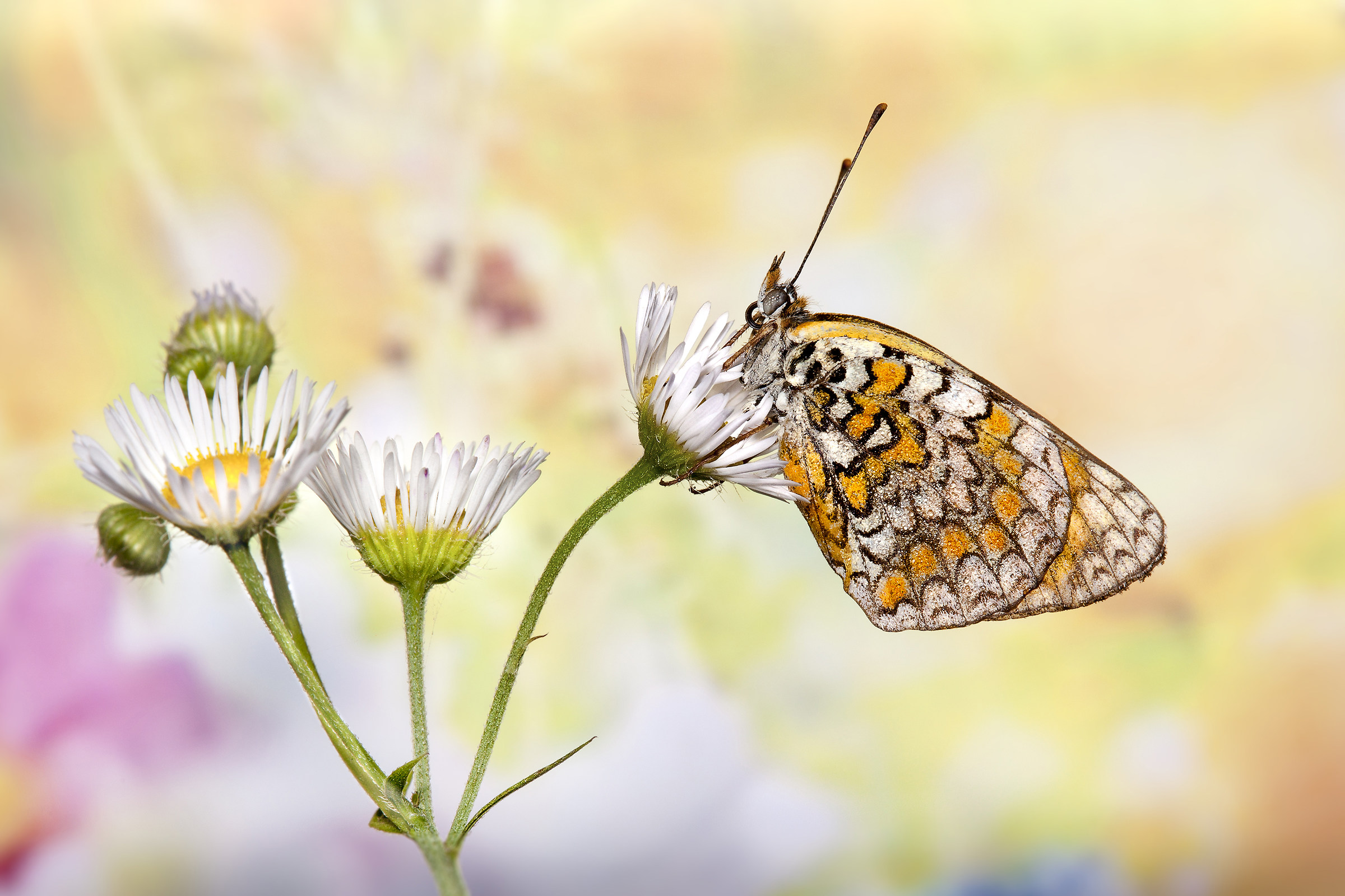 Melitaea phoebe