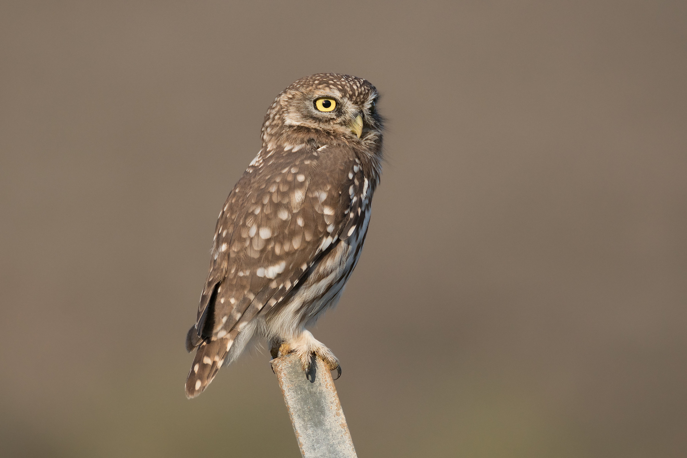 Little owl