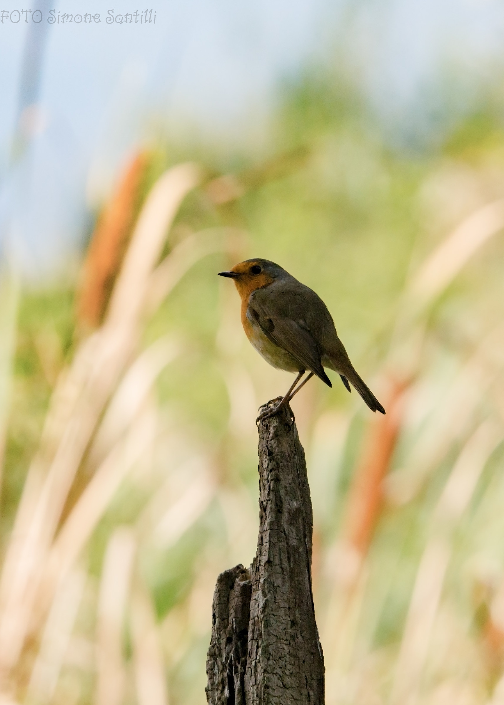 Pettirosso 1 - chi va là !