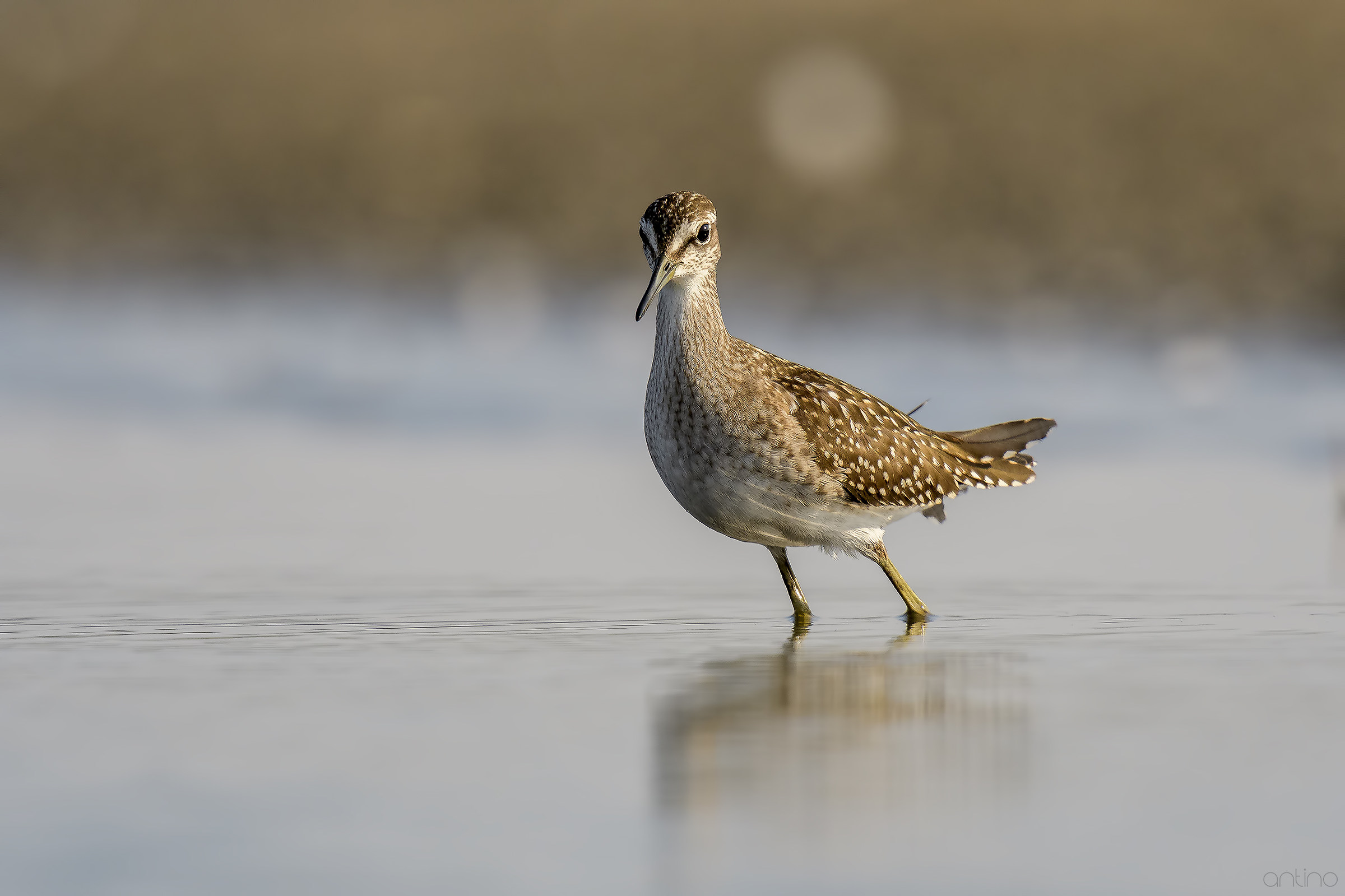 Wood Sandpiper