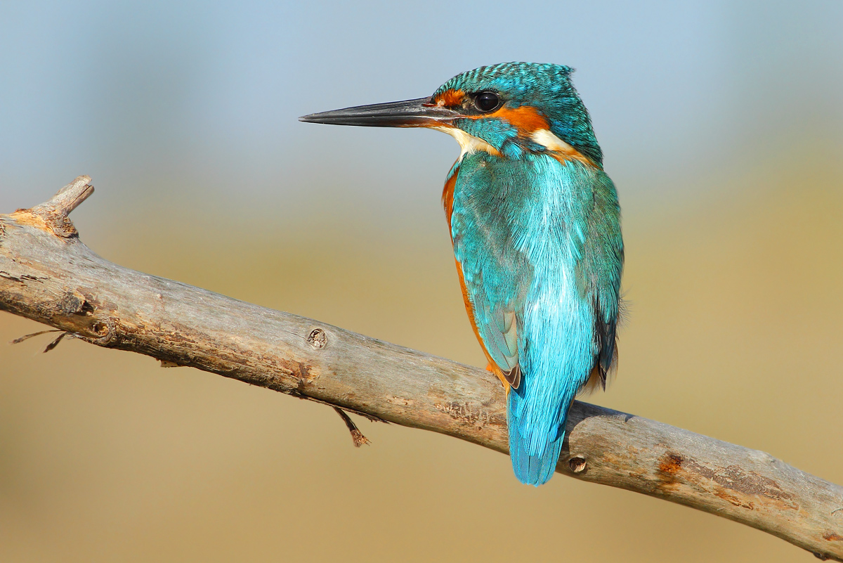 Kingfisher