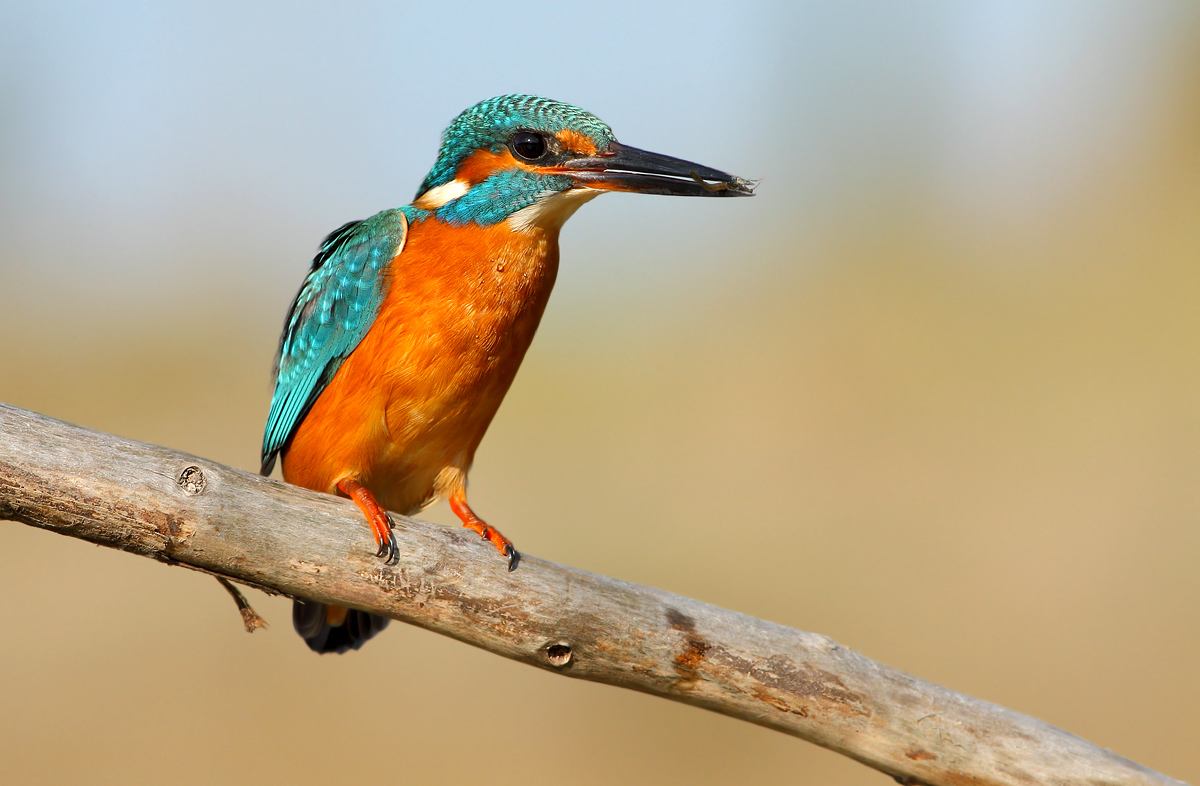 Kingfisher