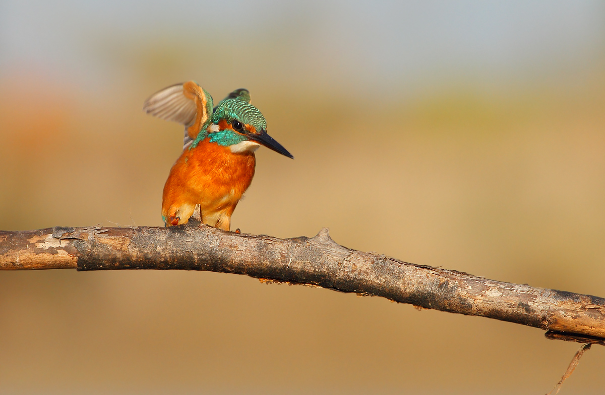 Kingfisher