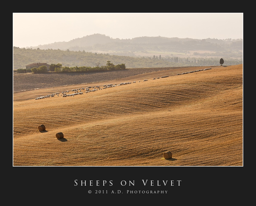 Sheeps on Velvet