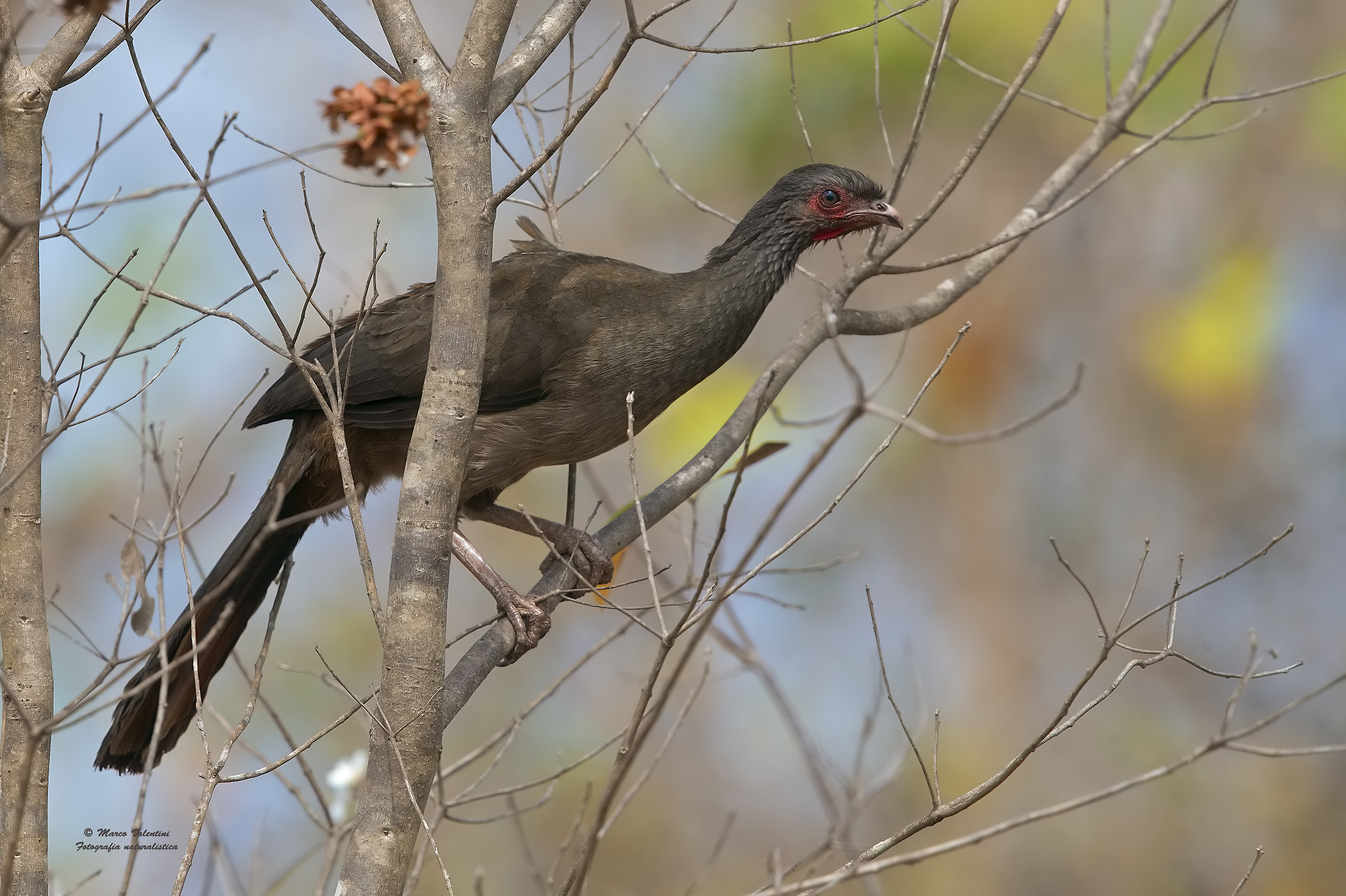 Meeting with Chacalaca