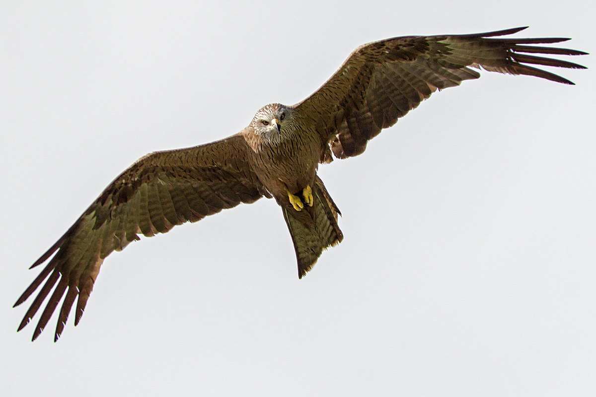Nibbio Bruno (Milvus migrans)