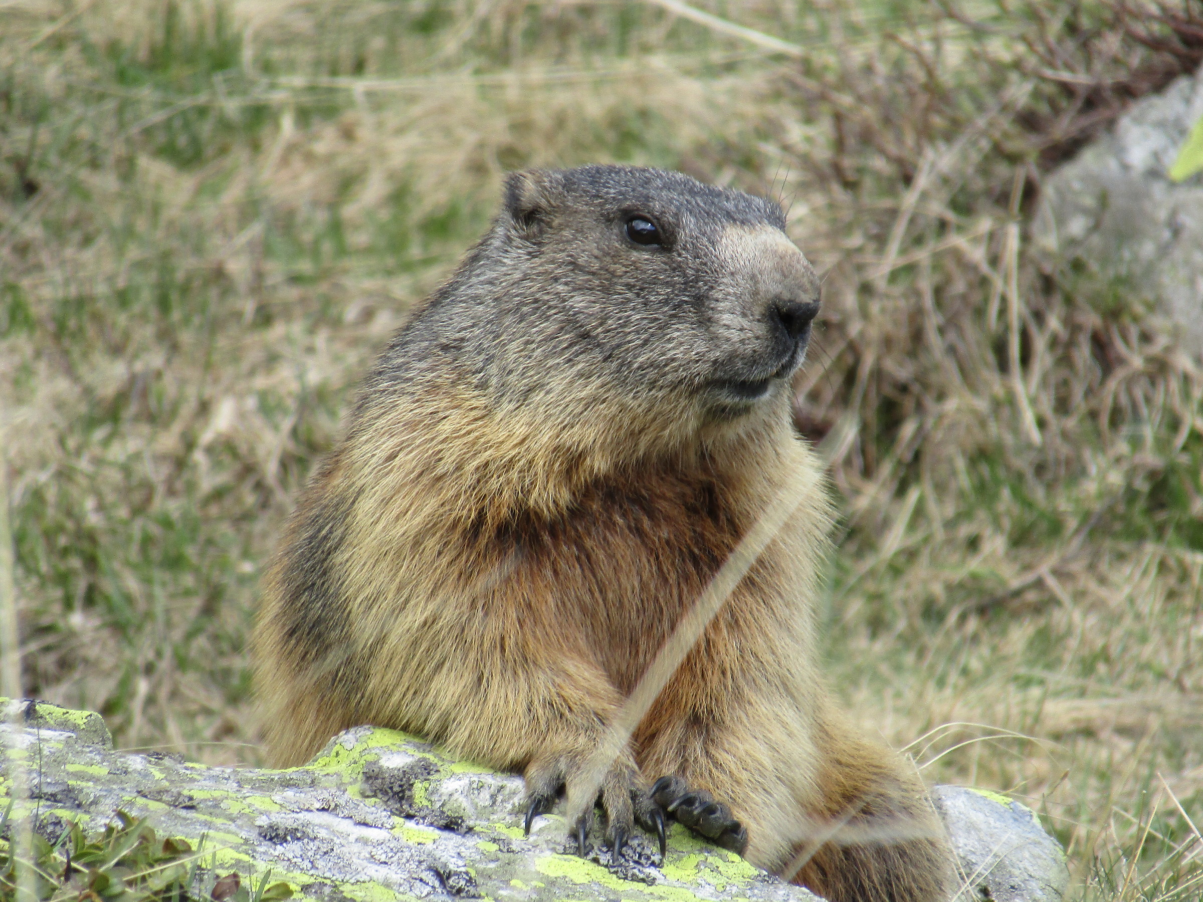 marmot