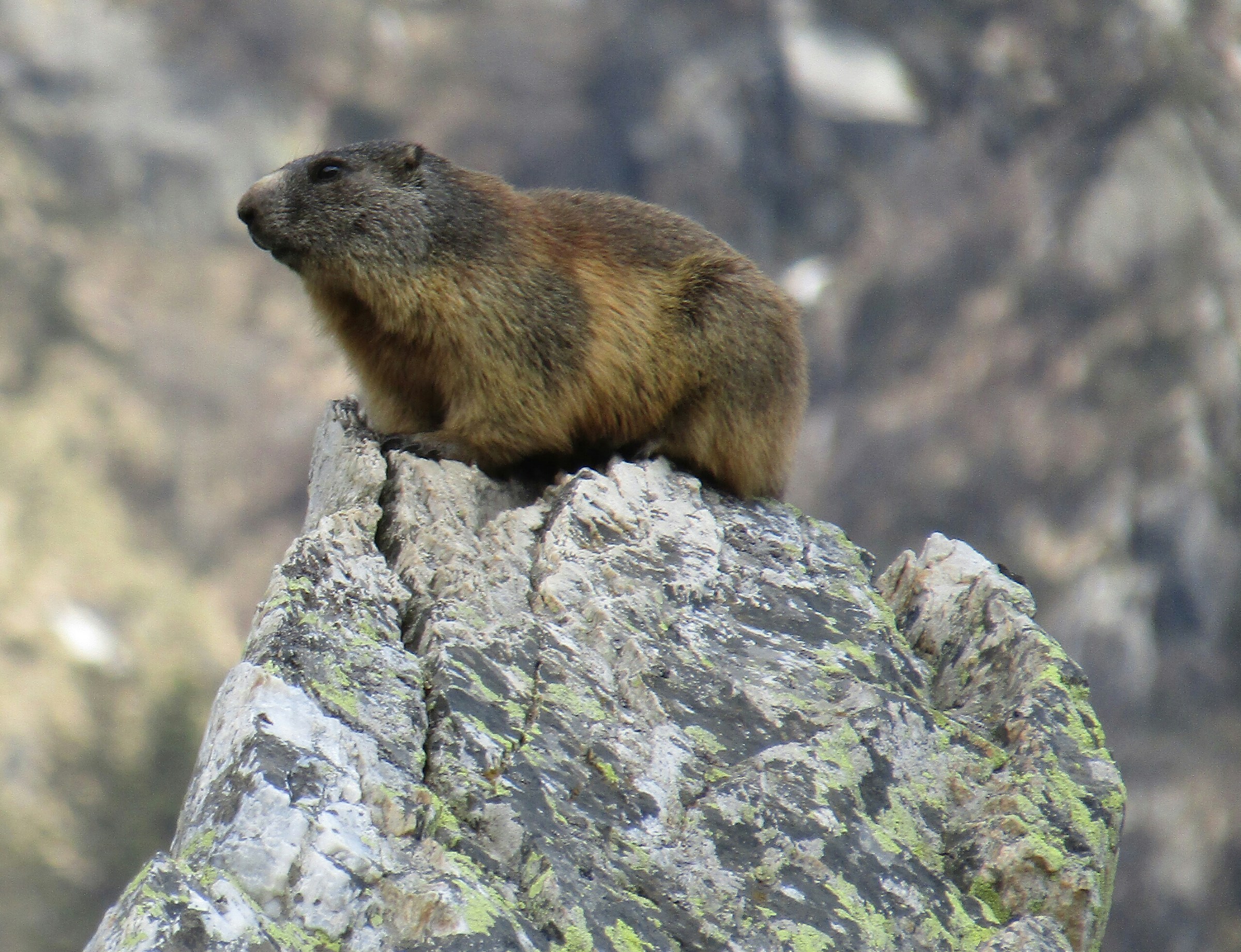 marmot on rock