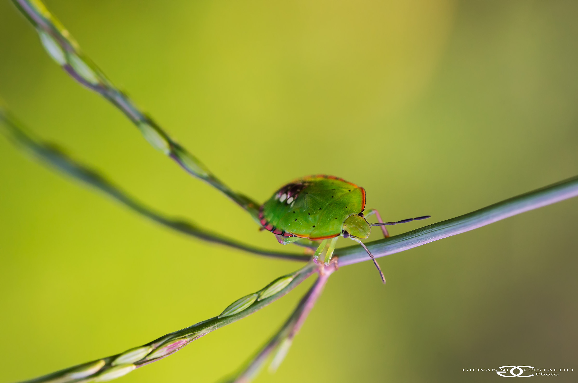 green bug