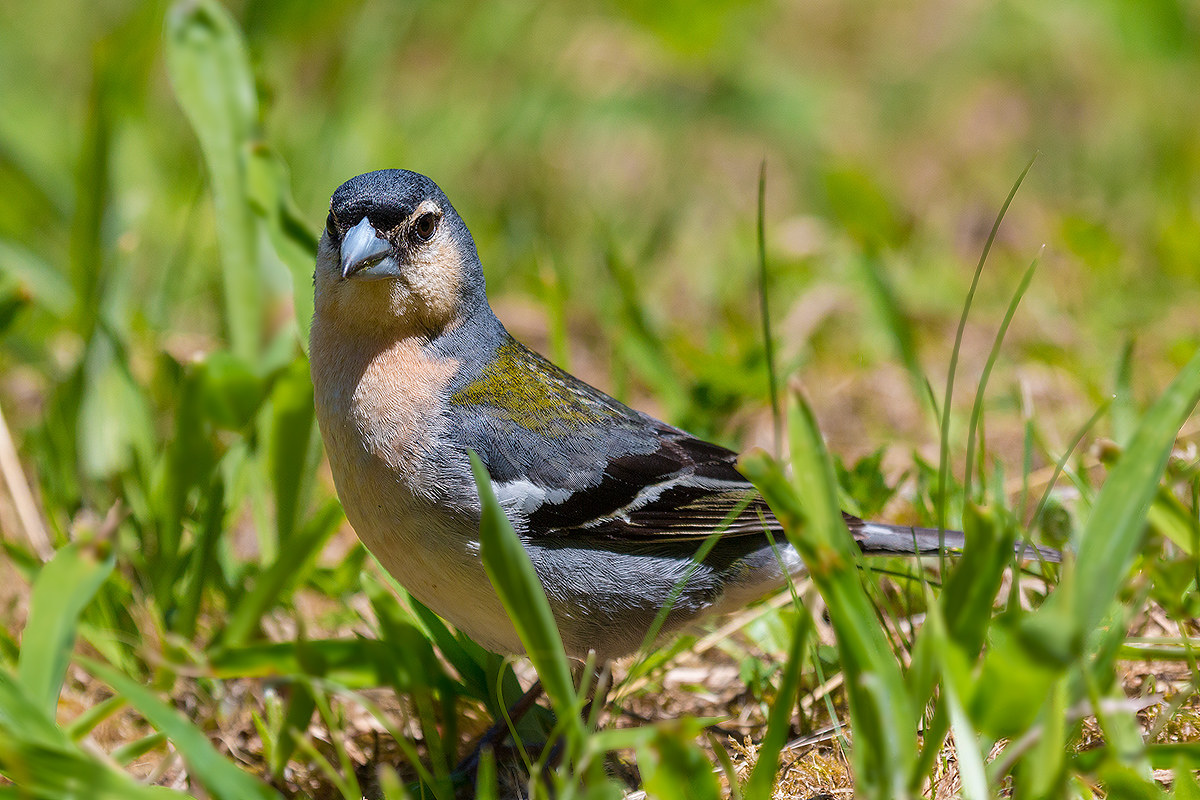 Fringuello delle Azzorre