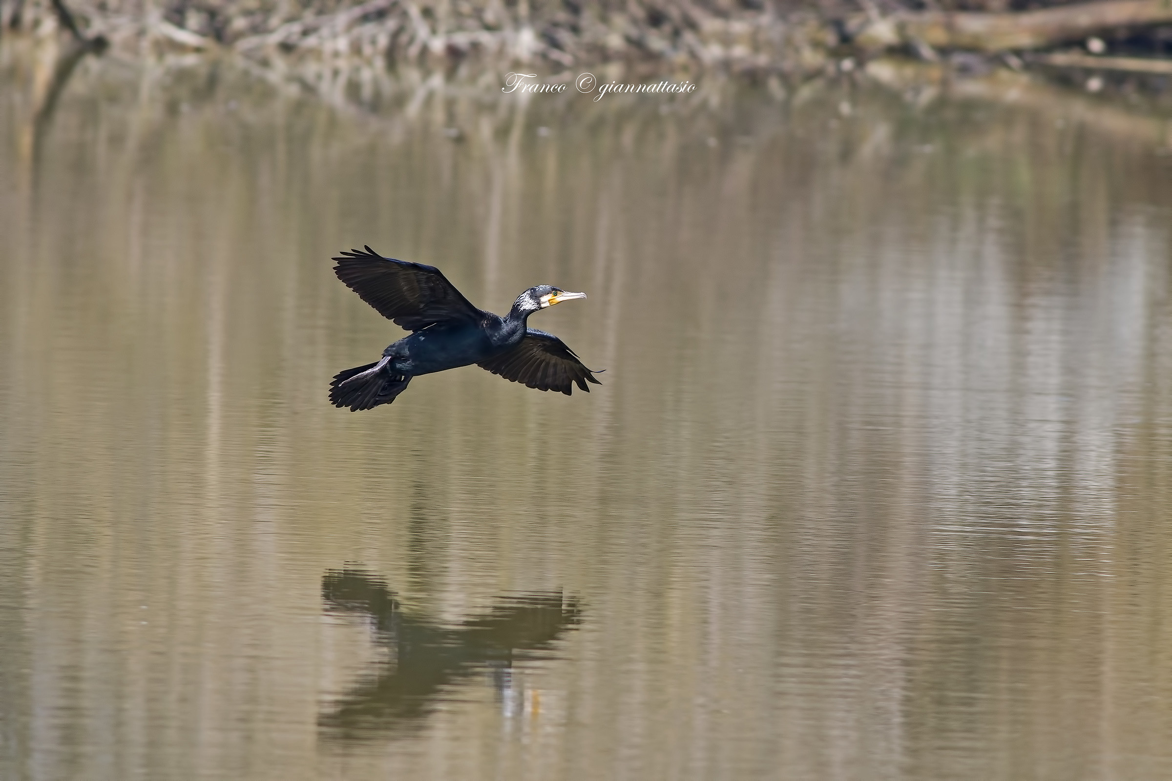 Cormorano.