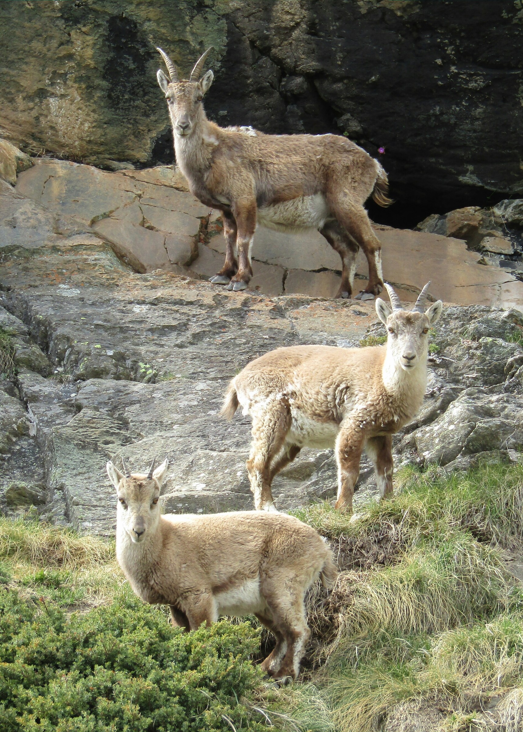 female ibex