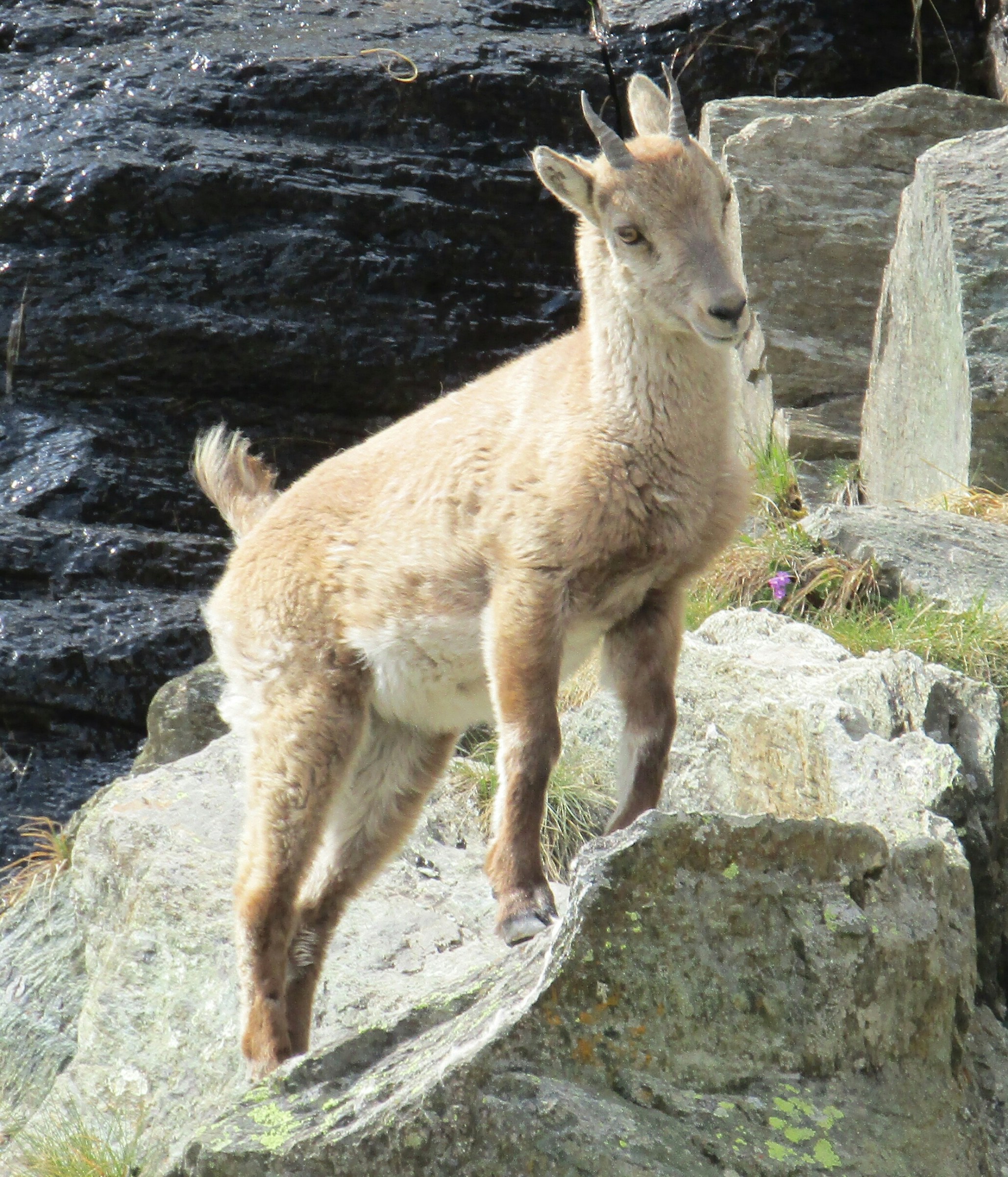 puppy ibex