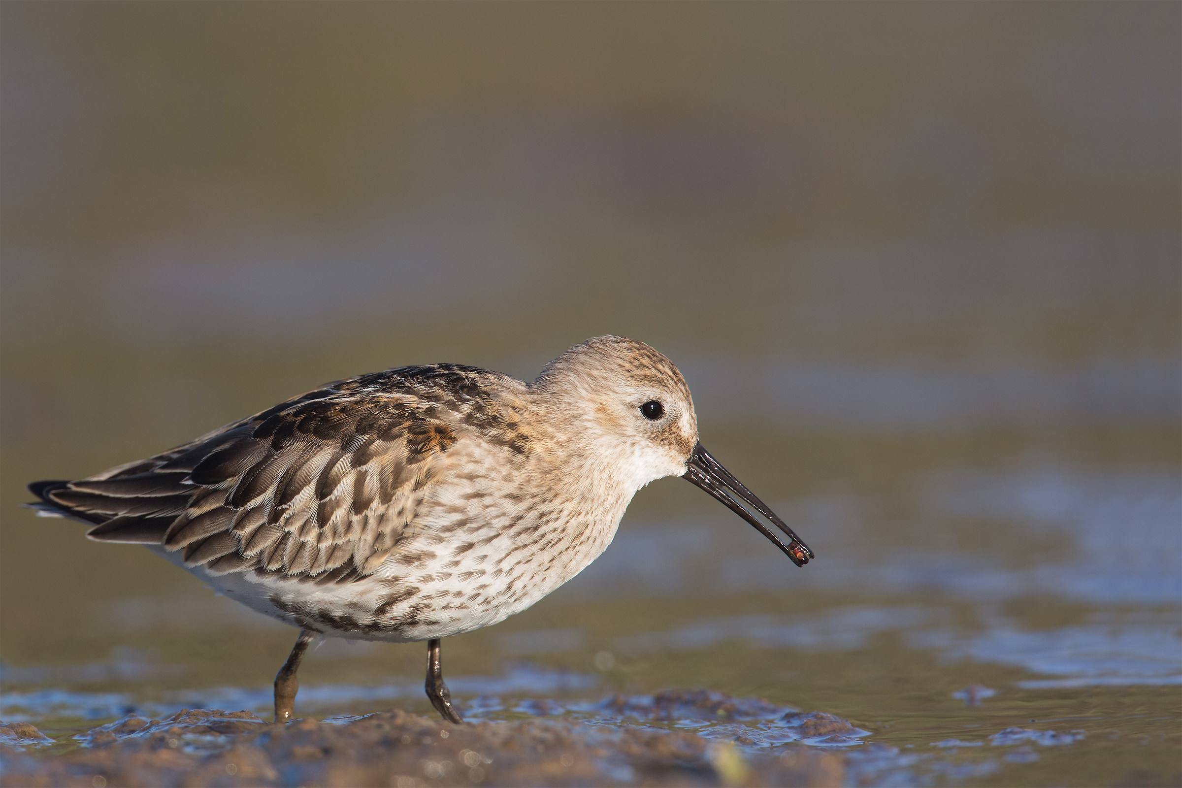 Dunlin - A Panciapiena