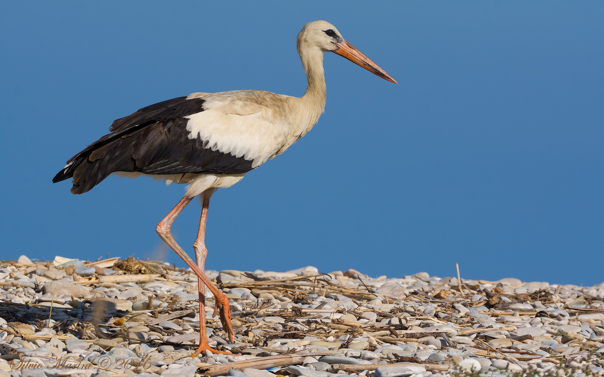Cicogna bianca (Ciconia ciconia)