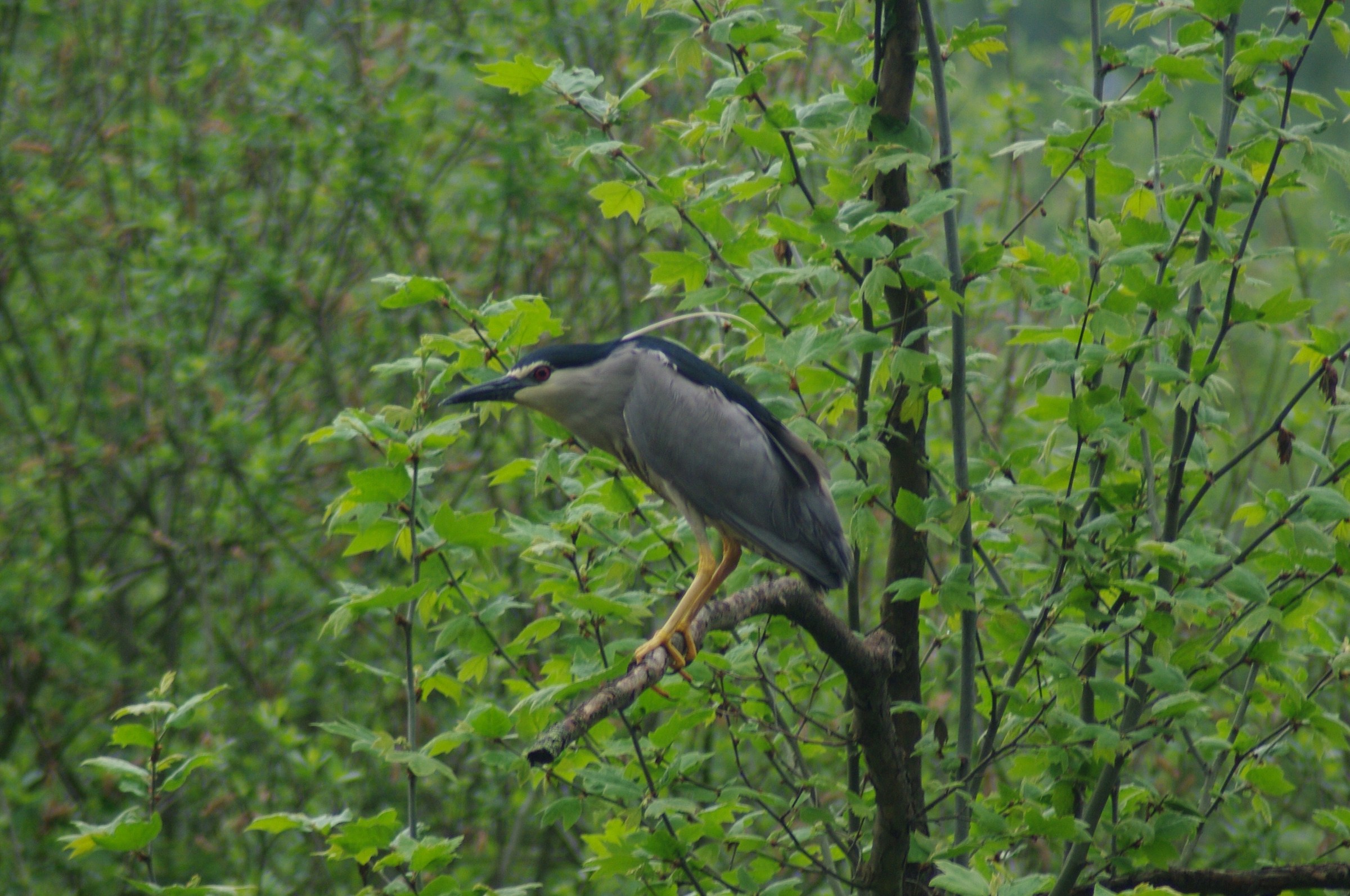 Night Heron