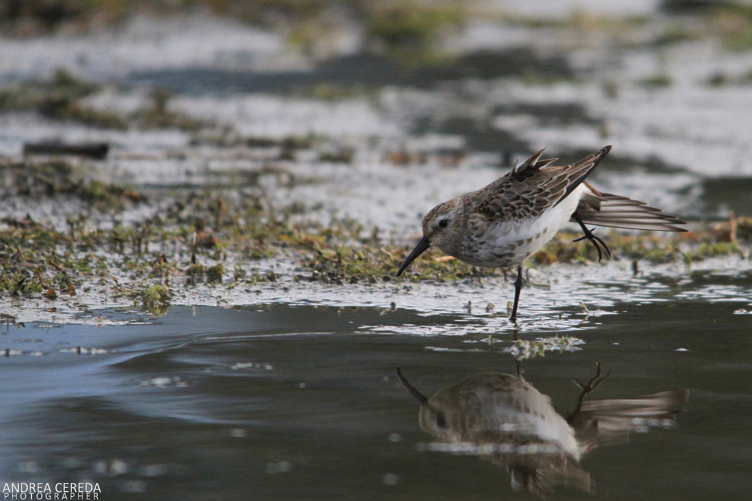 Calidris alpina - Piovanello pancianera