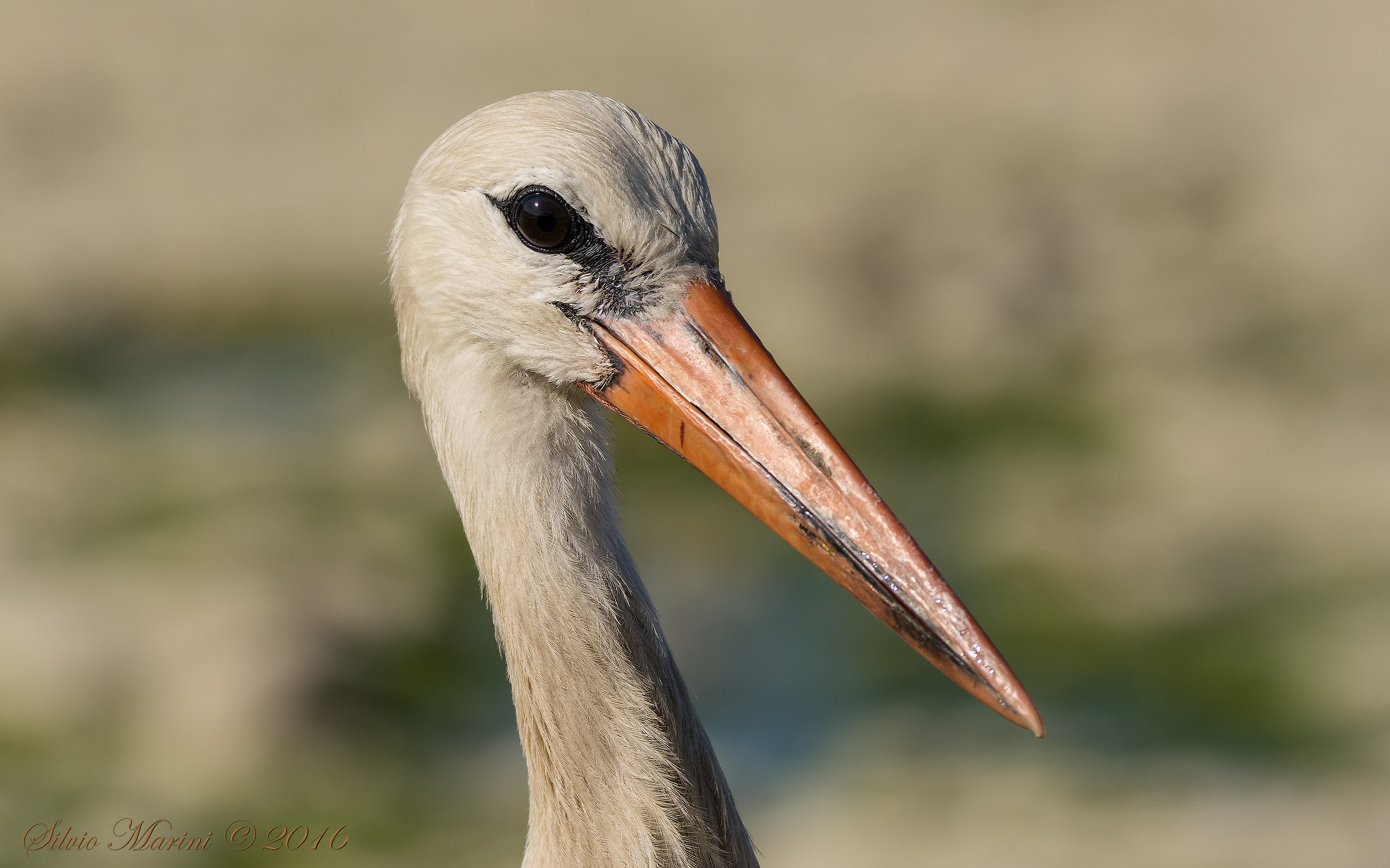 Cicogna bianca (Cicinia ciconia)