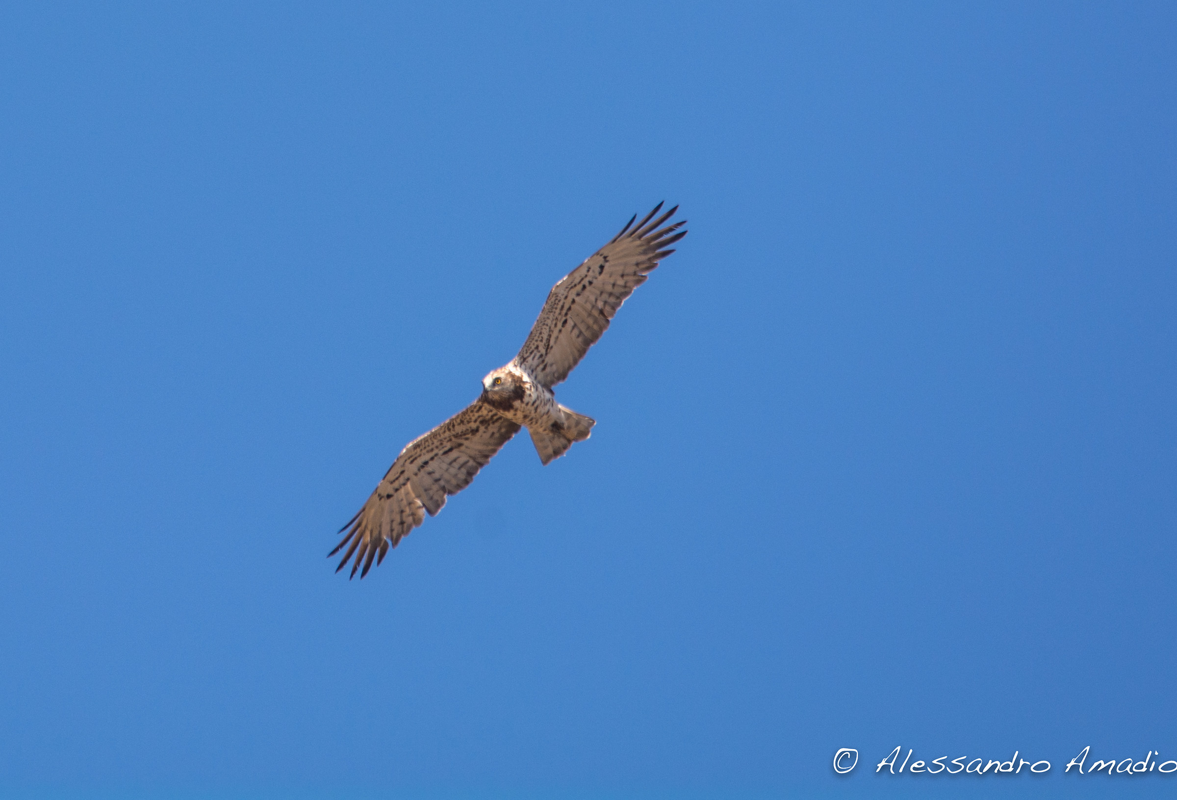 That Raptor is it? Help - Tarifa, Spain