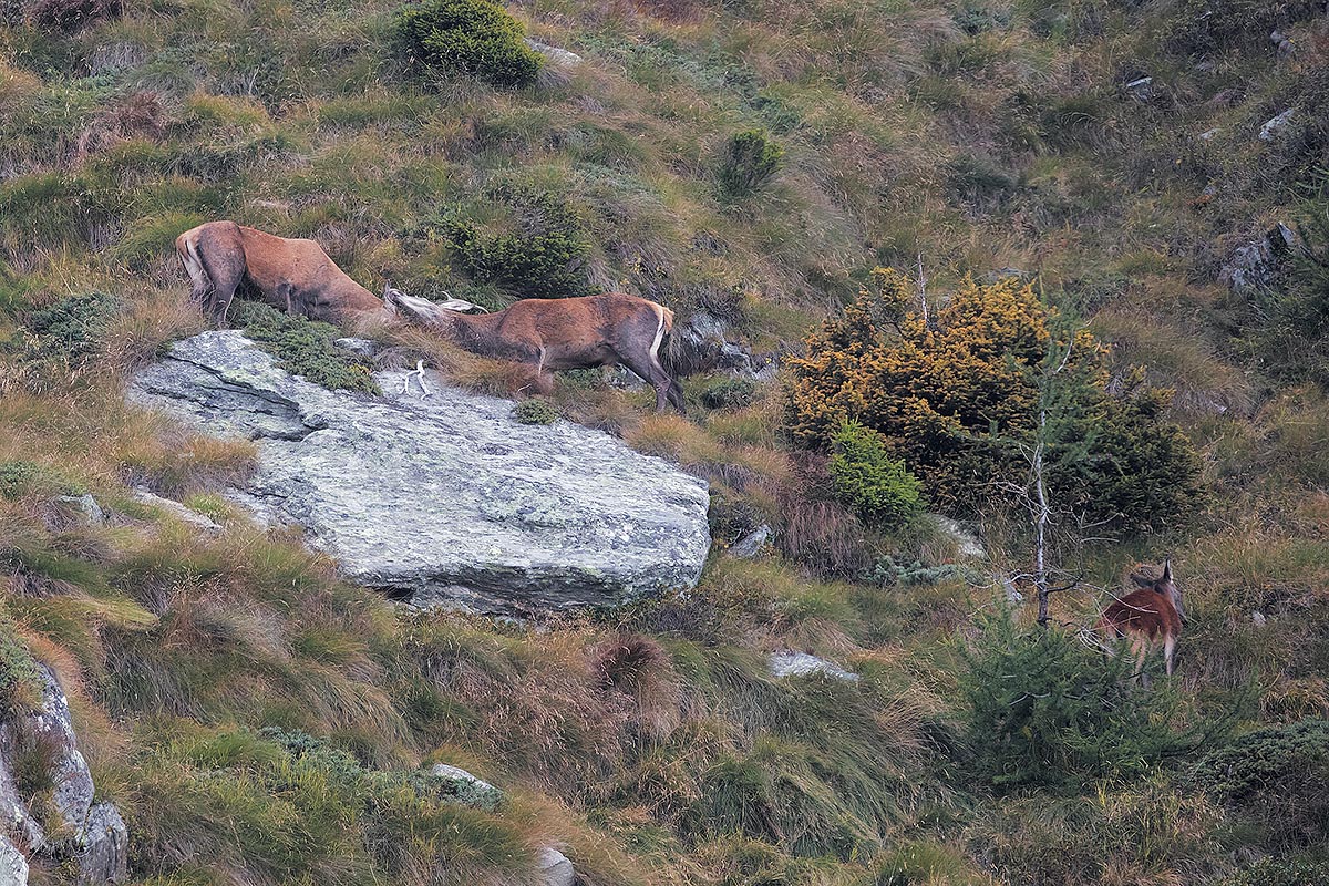 I'll break the horns