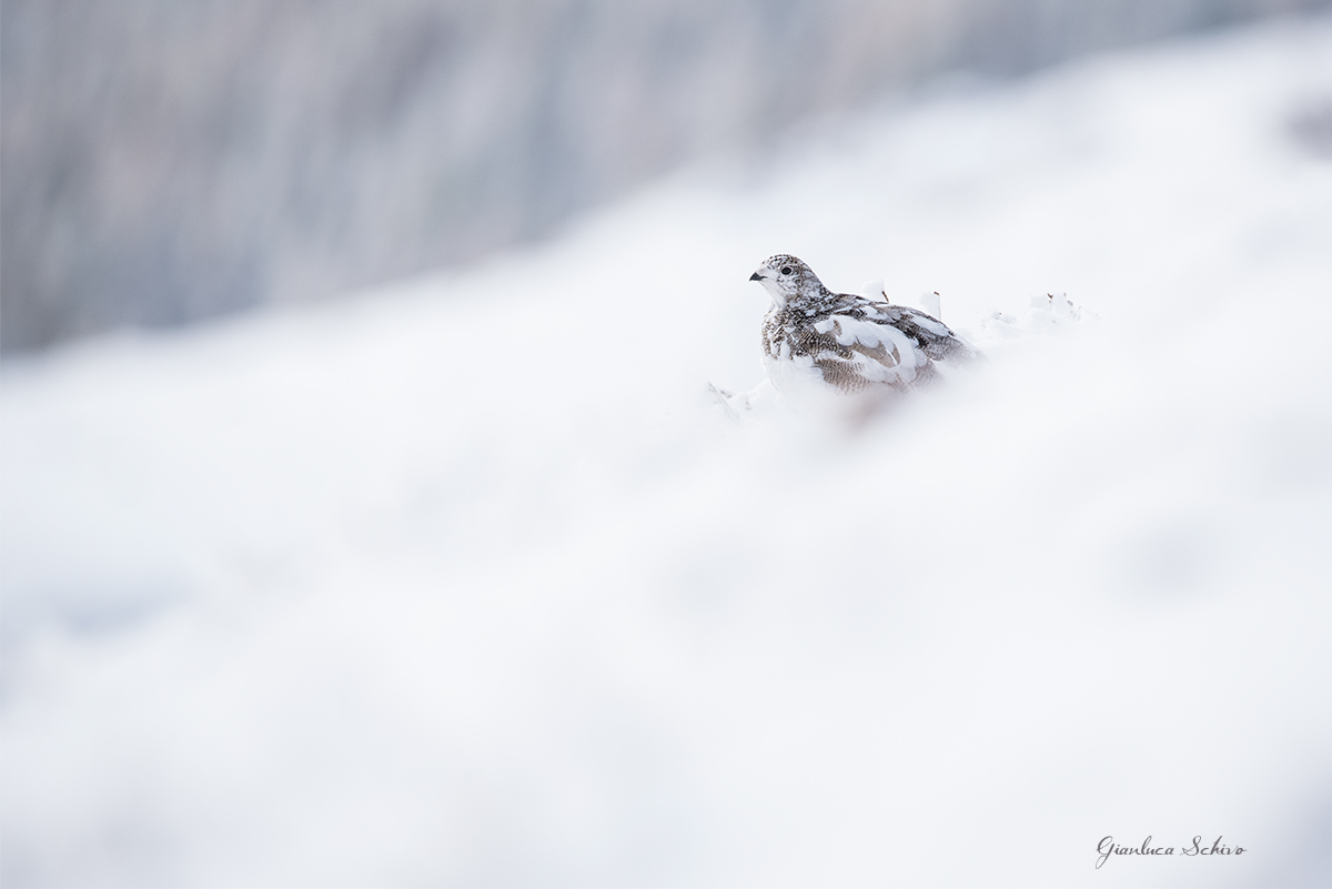 Resting on a fluffy cloud snowy