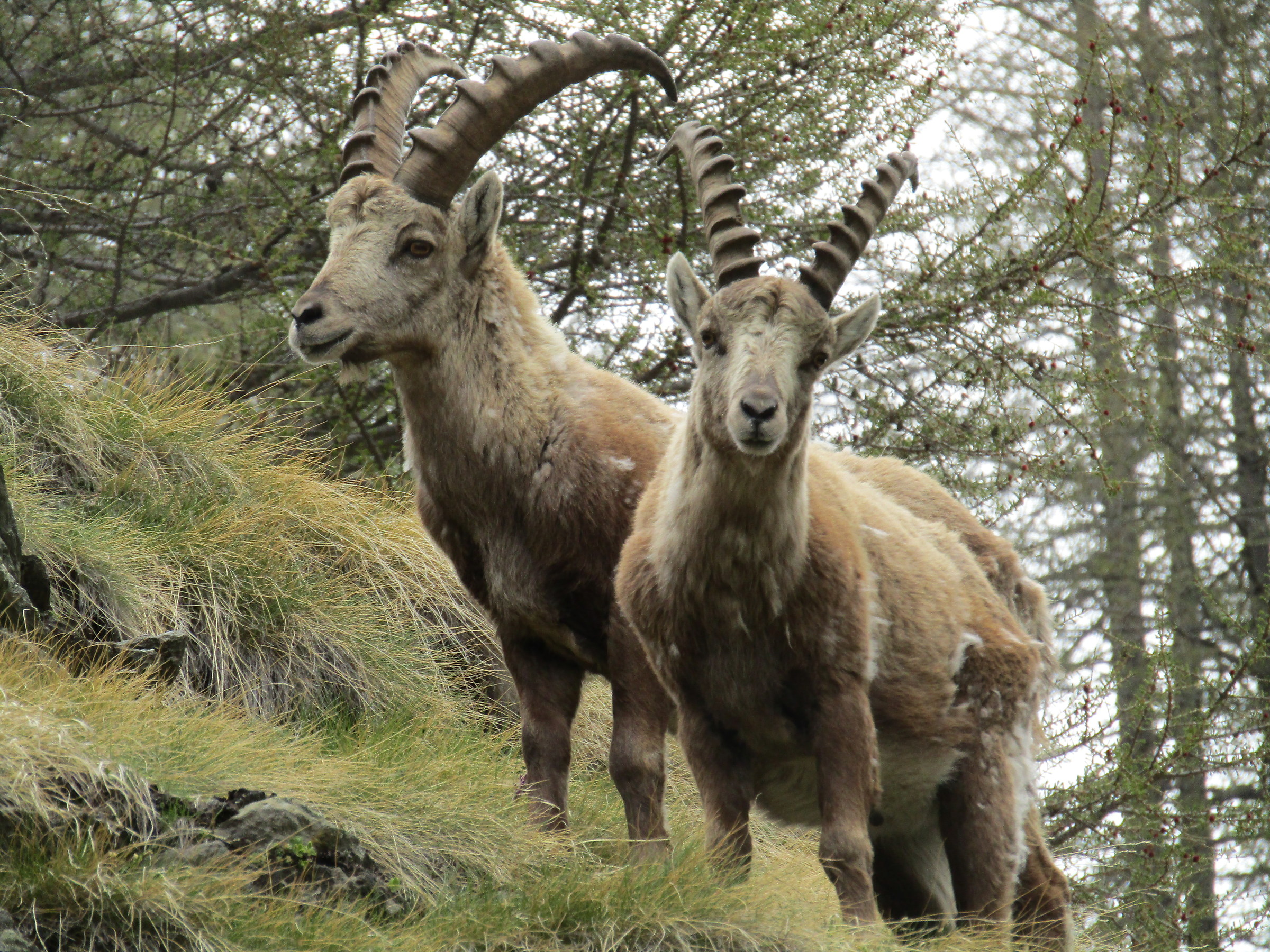 couple male ibex