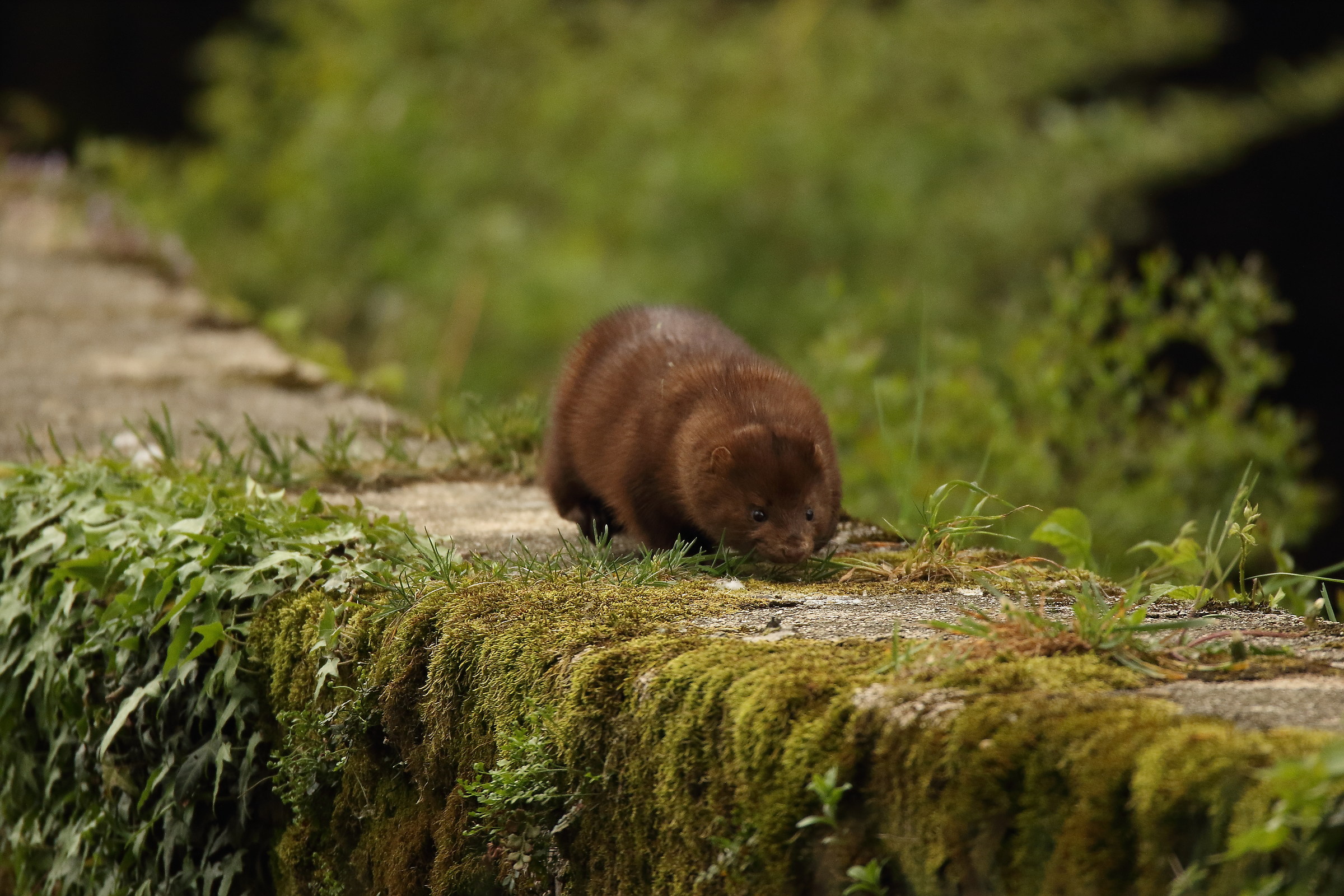 American mink