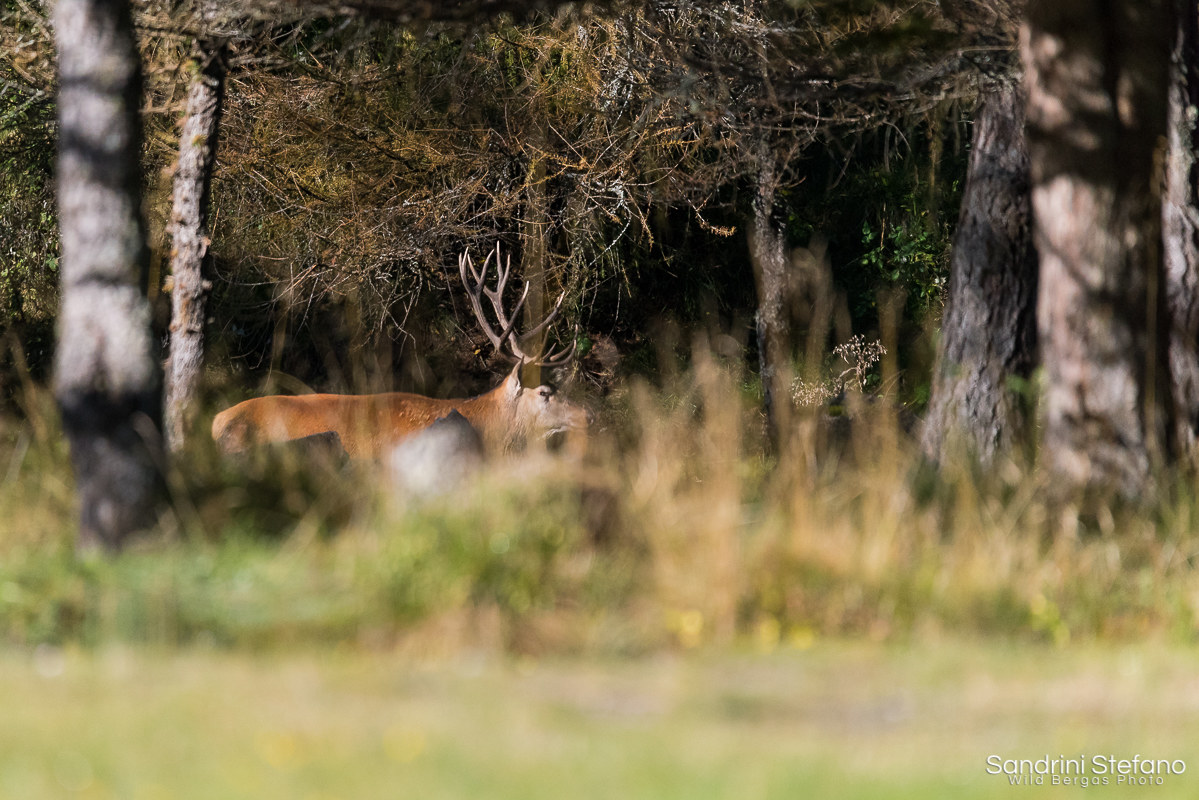 King of a land forlorn