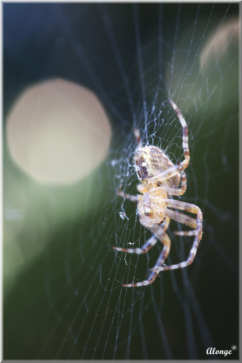 Araneus diadematus