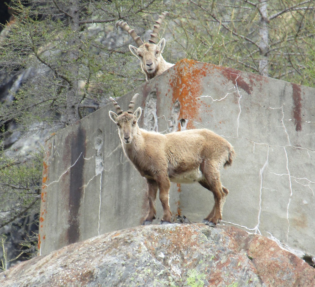 ibex curious