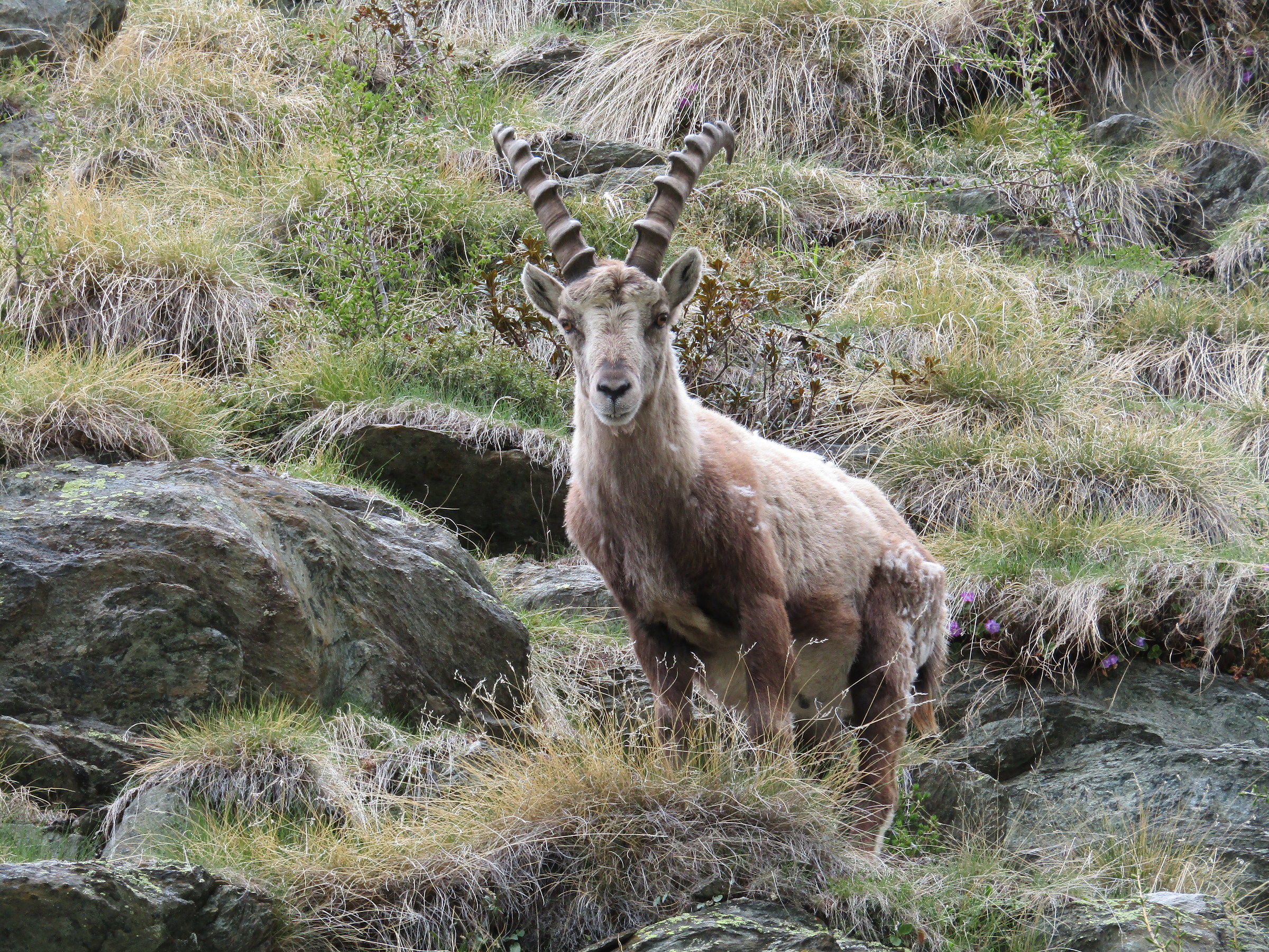 male ibex