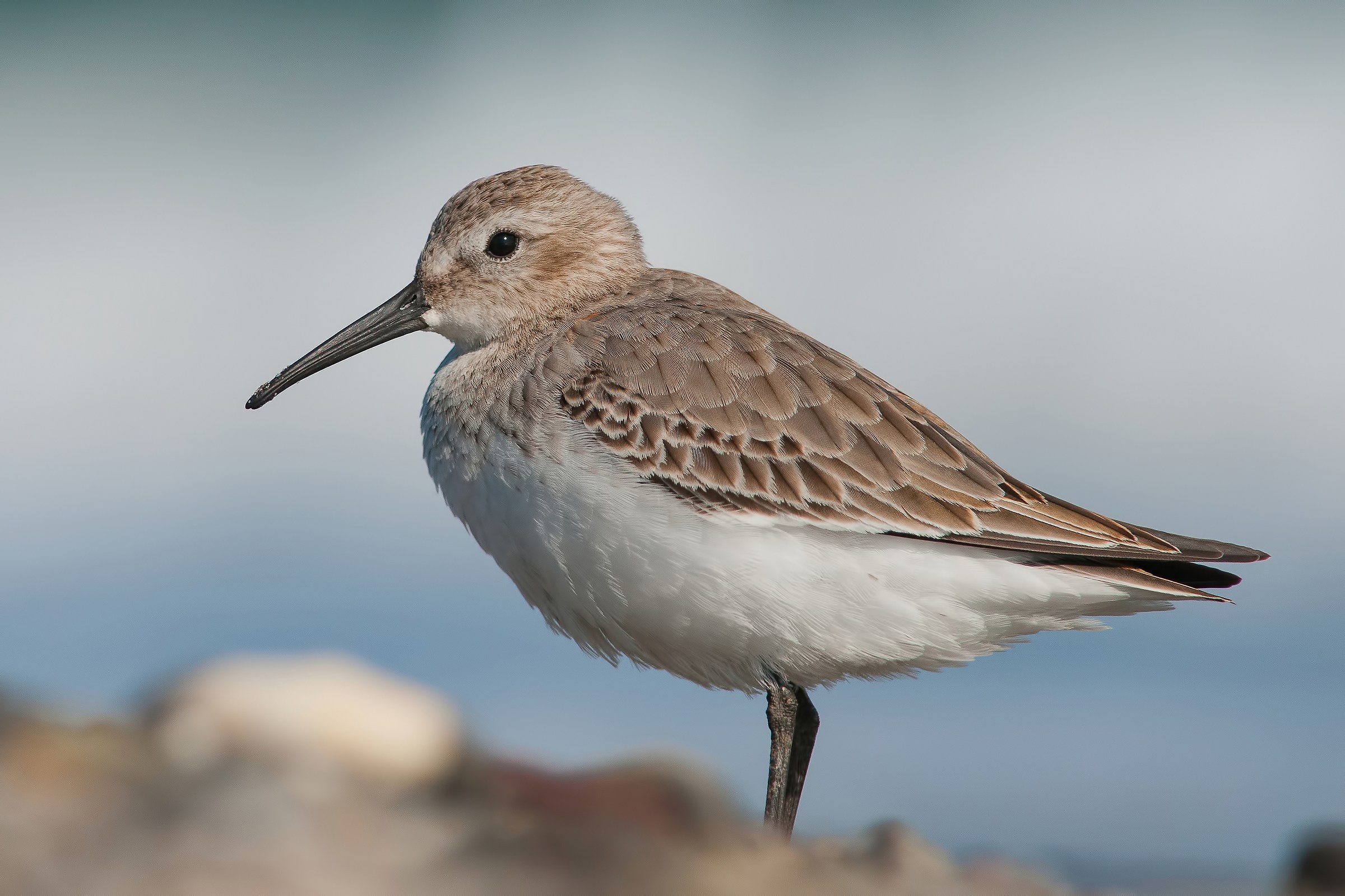 dunlin