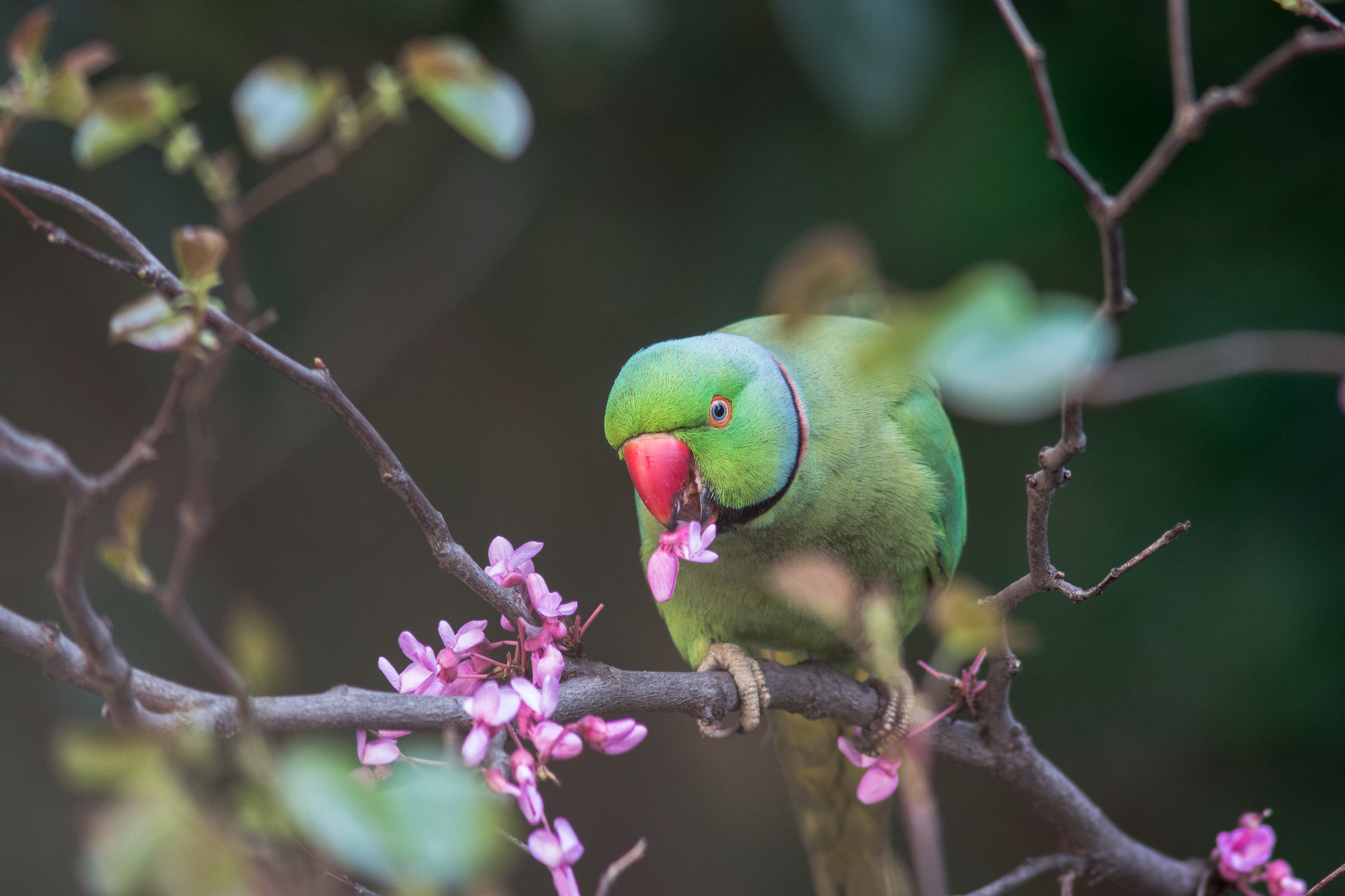 Ringed Parakeet