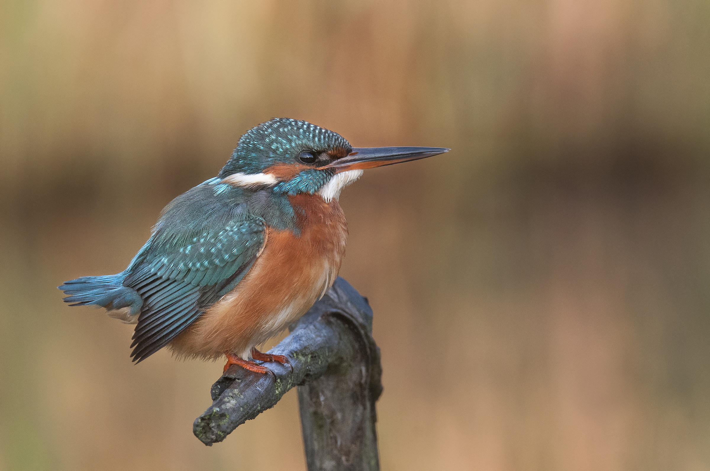 Kingfisher