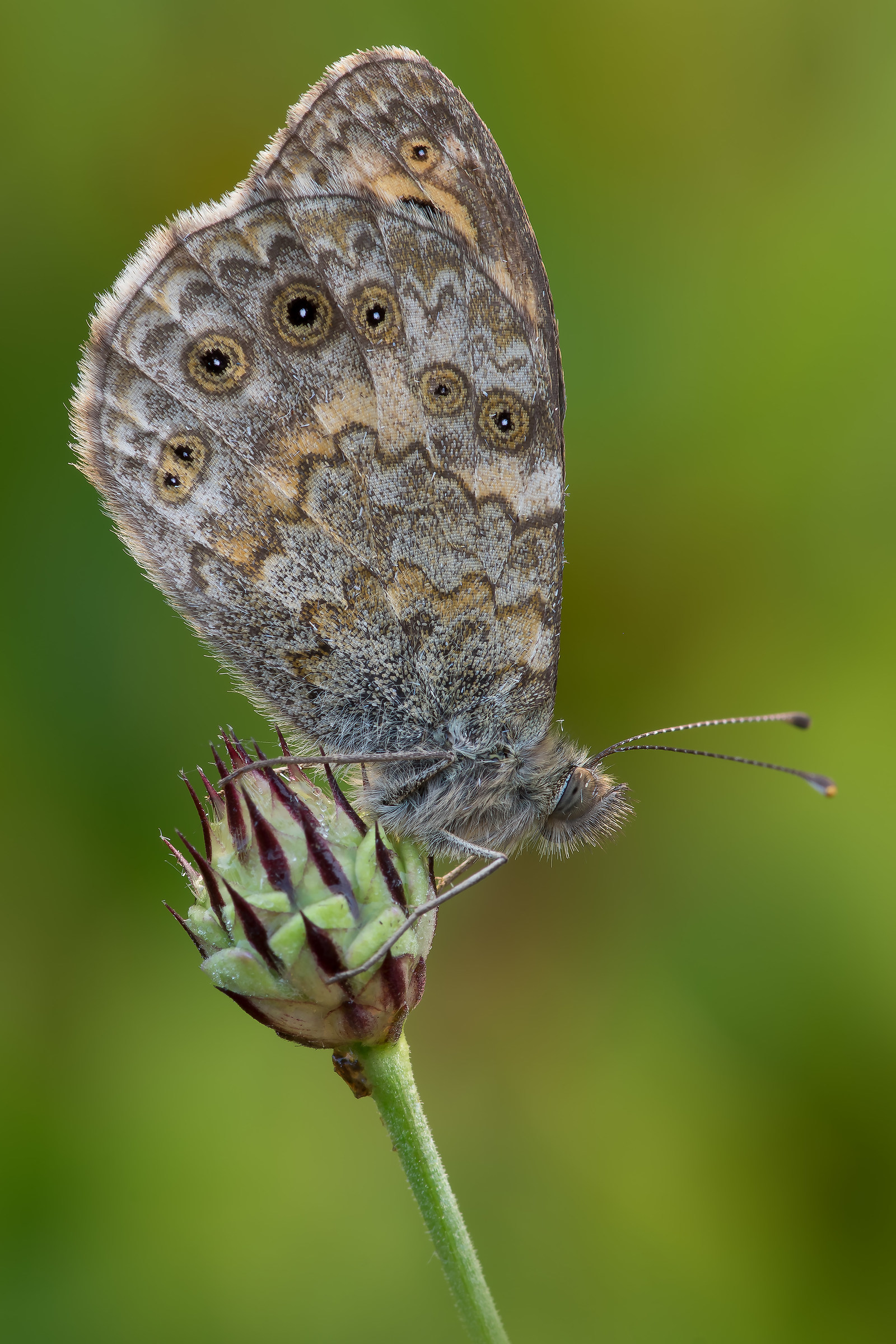 Lasiommata megera - pixelshift