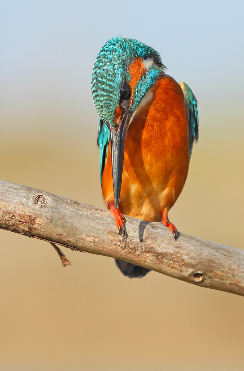Kingfisher