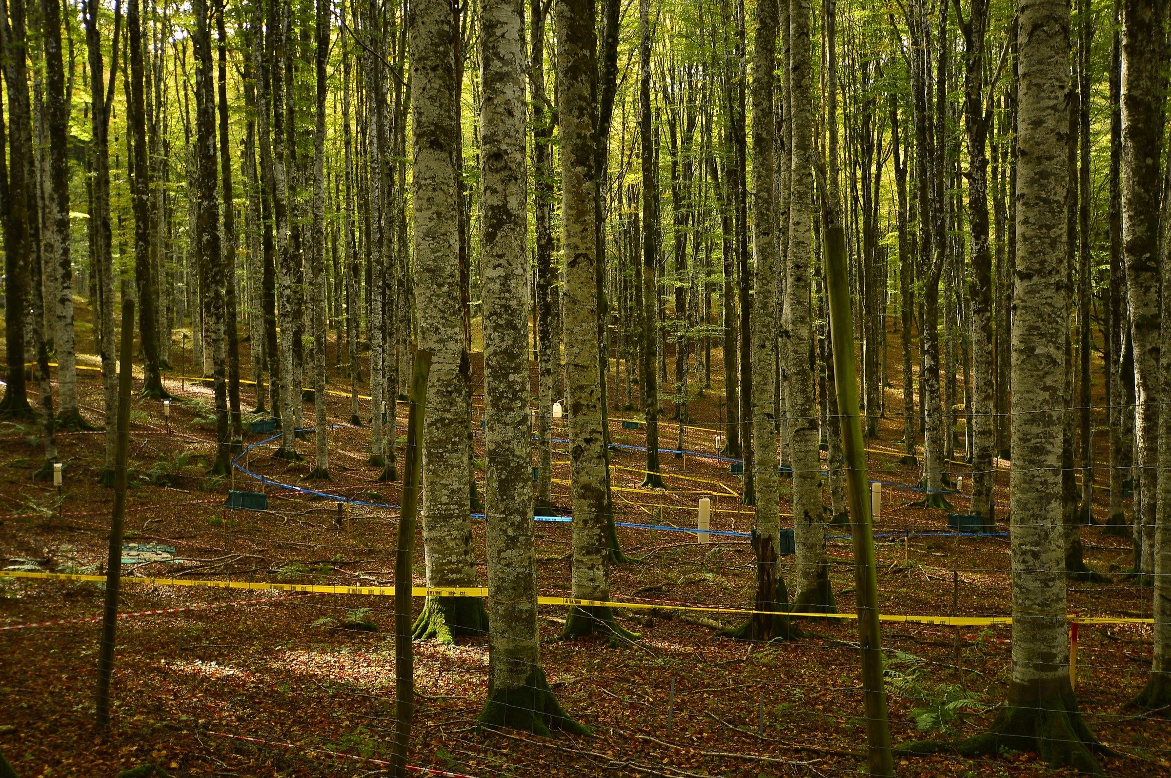 Il bosco delle fate 1