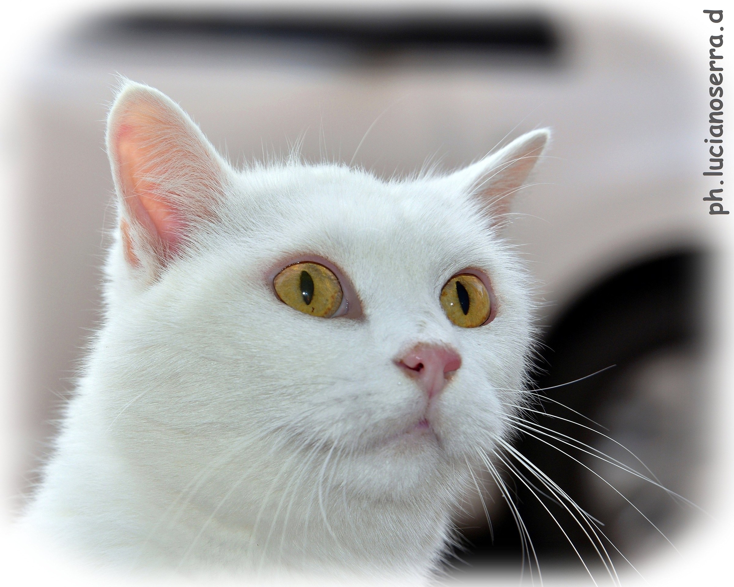 La gattina Bianca... e curiosa...