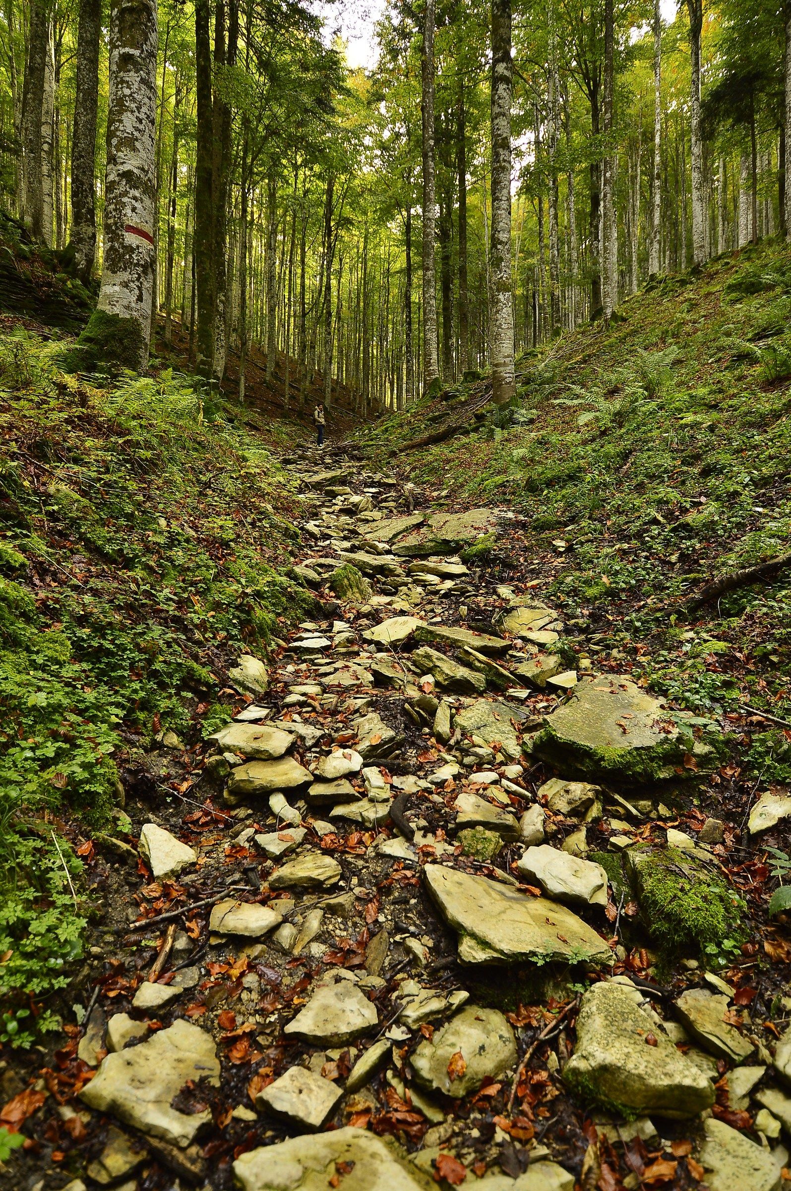 Sentiero nel bosco del Cansiglio