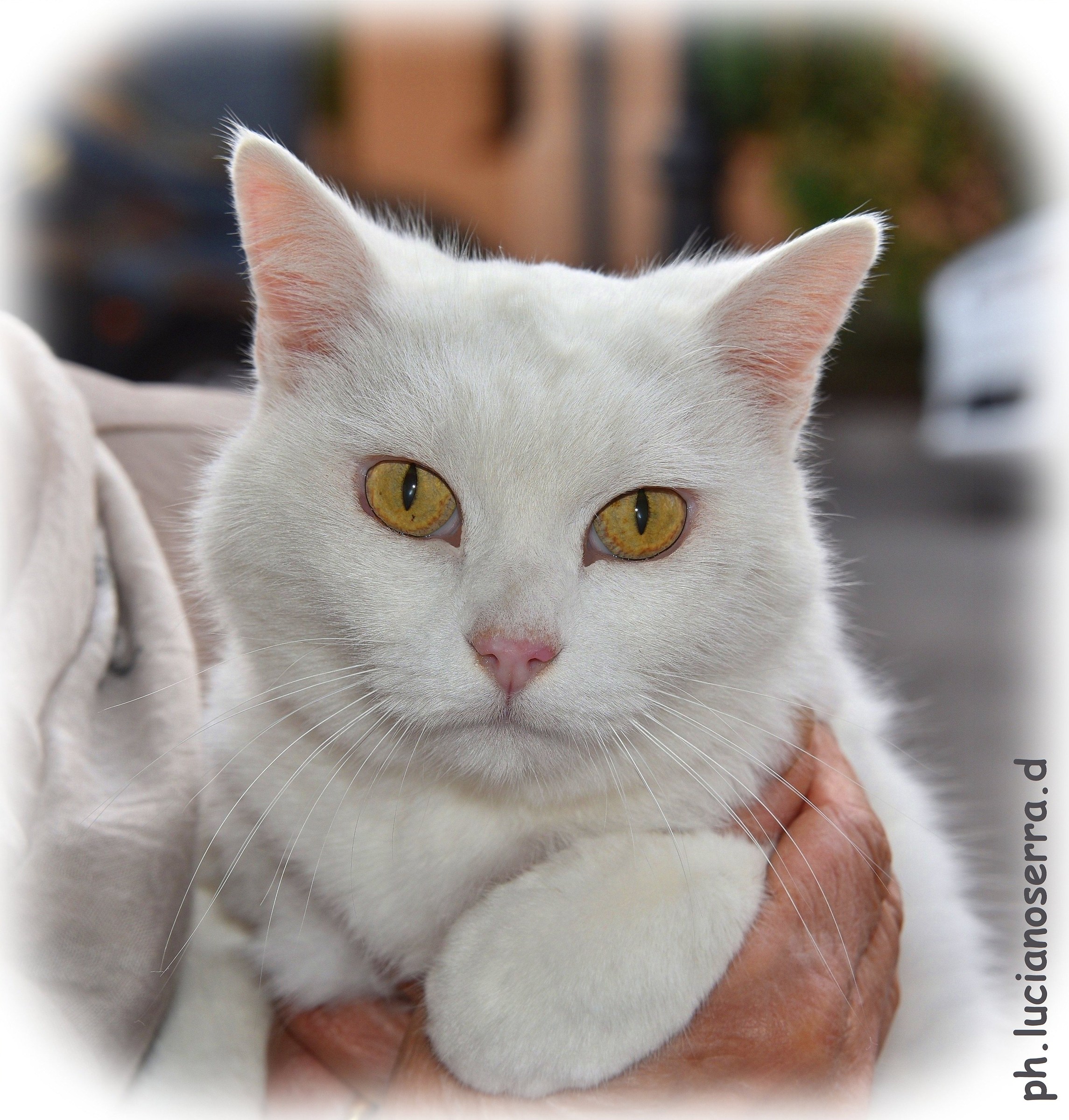 Chissà perché mi hanno messo nome Bianca