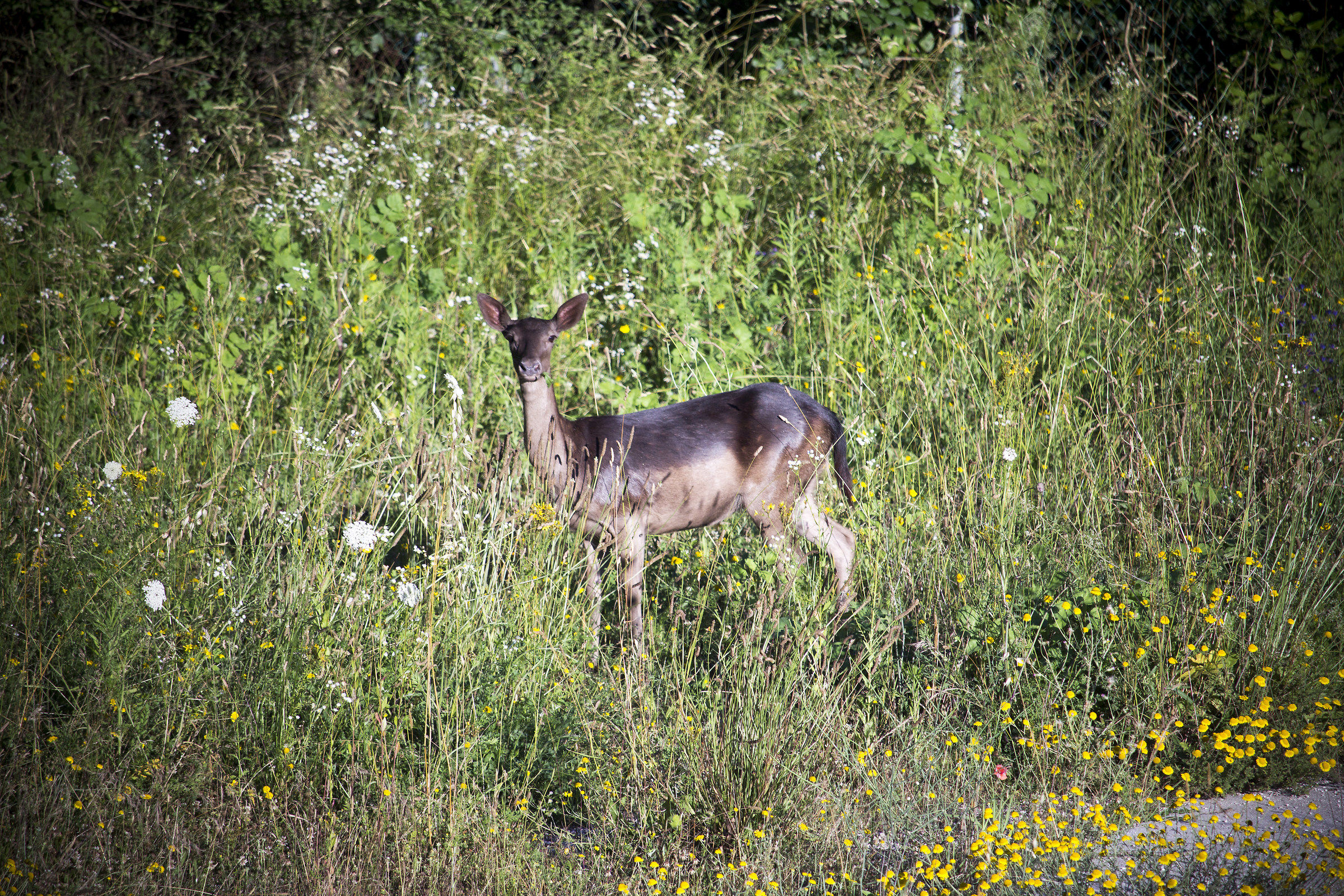 Look I saw you (Old photo with eos1200)