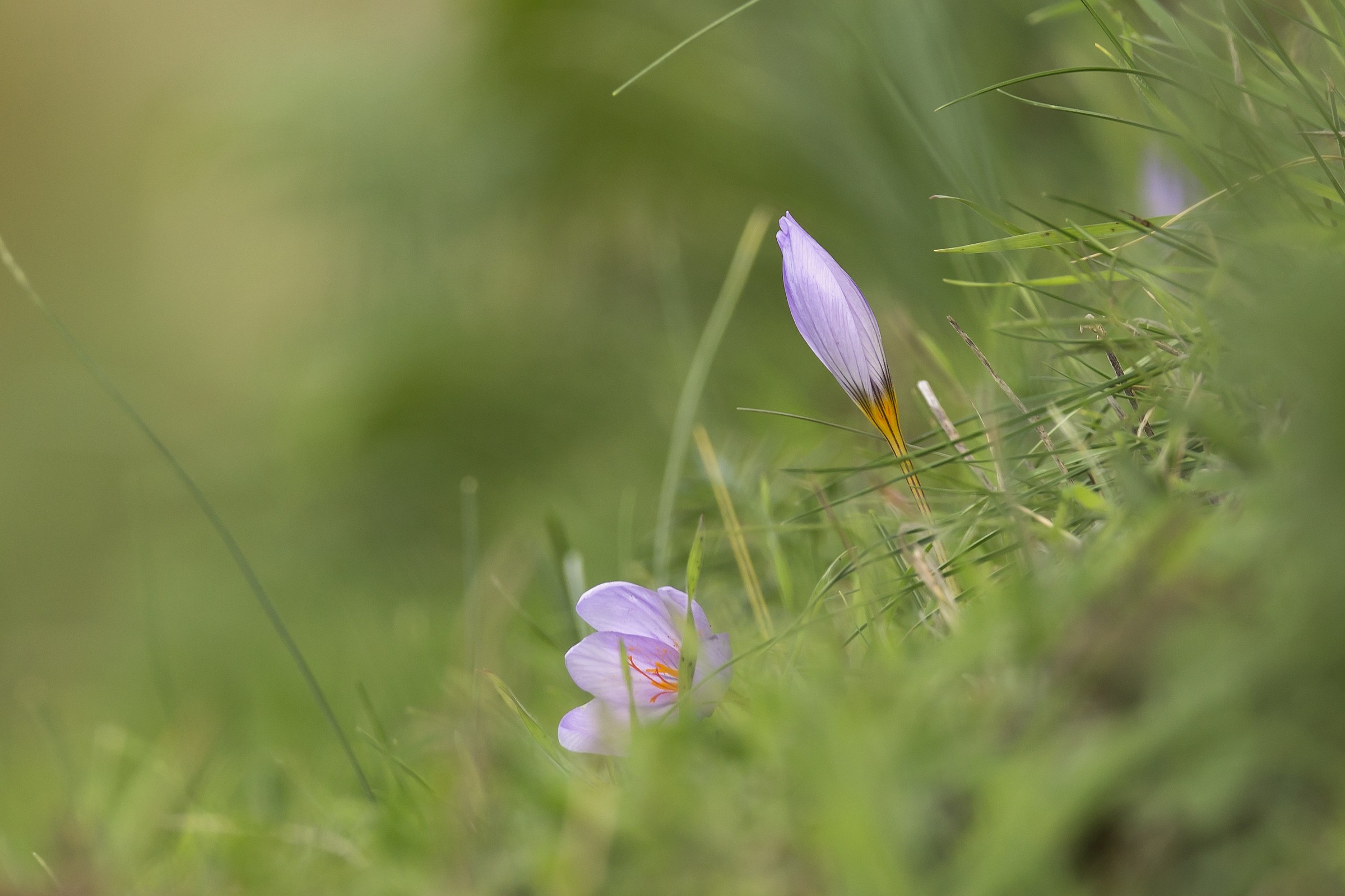 Crocus