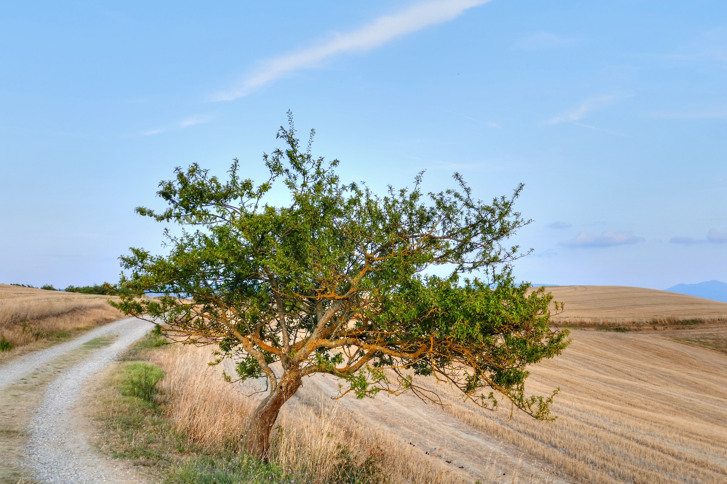 Summer in Val d'Orcia