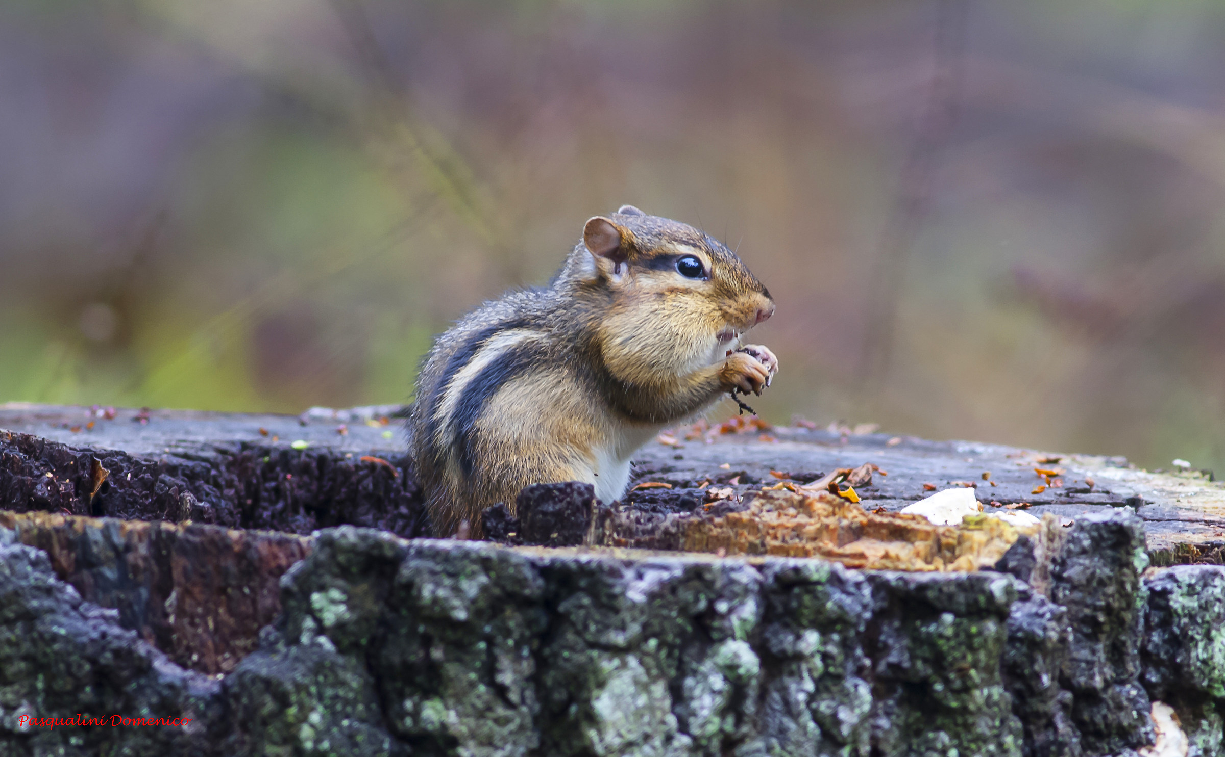 Scoiattolo Americano