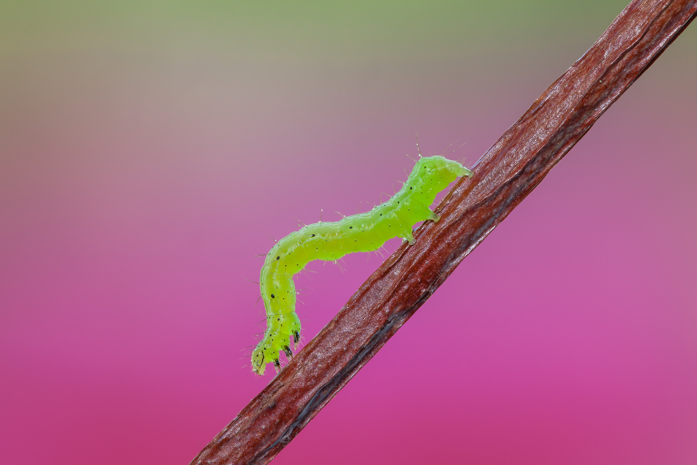 Bruco Chrysodeixis chalcites